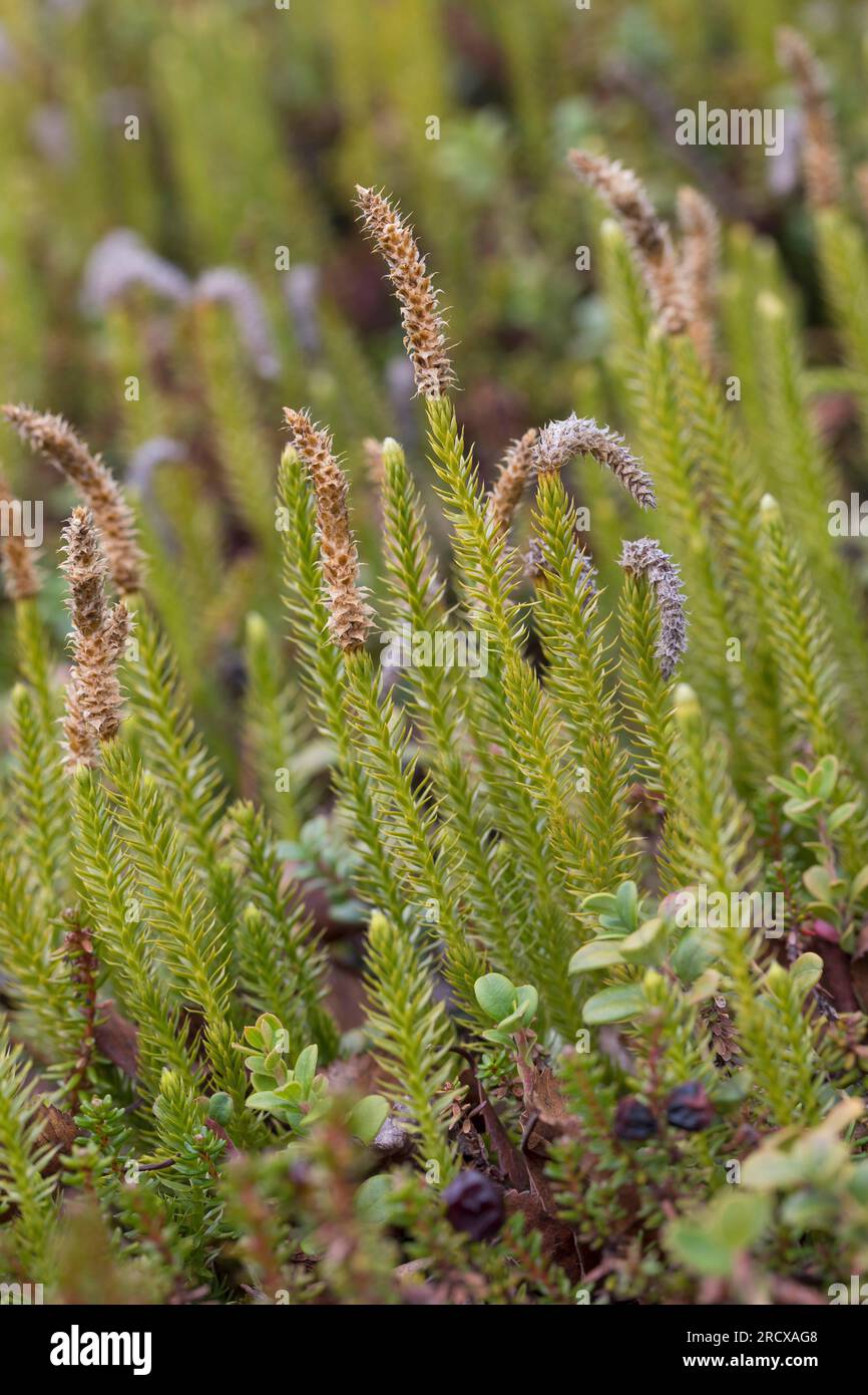 Clubmoss rigido, pino duro, muschi interrotti (Lycopodium annotinum, Spinulum annotinum), con coni, Svezia Foto Stock