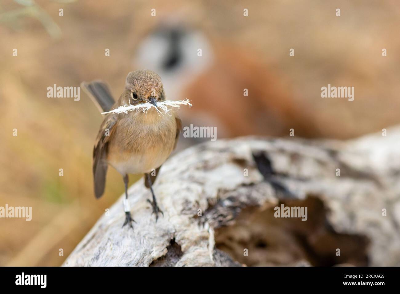 robin con tappo rosso (Petroica goodenovii), femmina con materiale di nidificazione nel becco, Australia, territorio del Nord, Alice Springs Desert Park Foto Stock