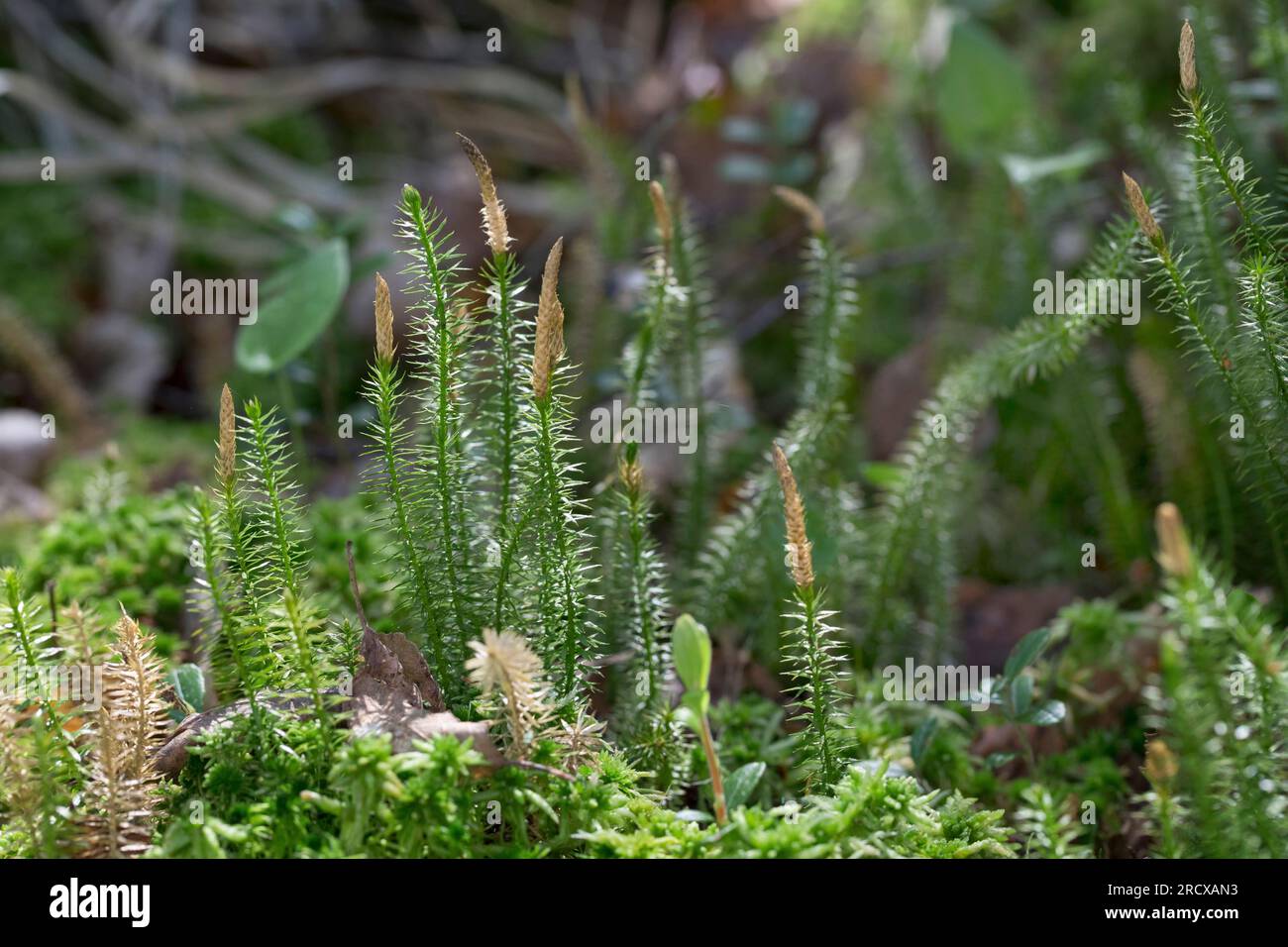 Clubmoss rigido, pino duro, muschi interrotti (Lycopodium annotinum, Spinulum annotinum), con coni, Svezia Foto Stock