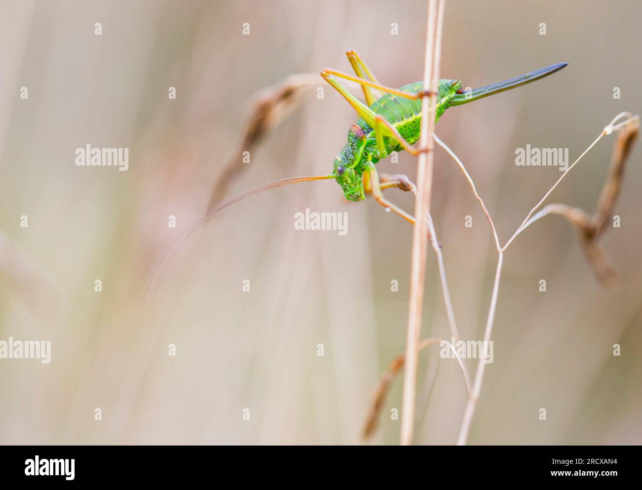 WESTERN Saddle Bush-cricket, cespuglio-cricket (Ephippiger diurnus), femmina in erba, Paesi Bassi, Gelderland Foto Stock