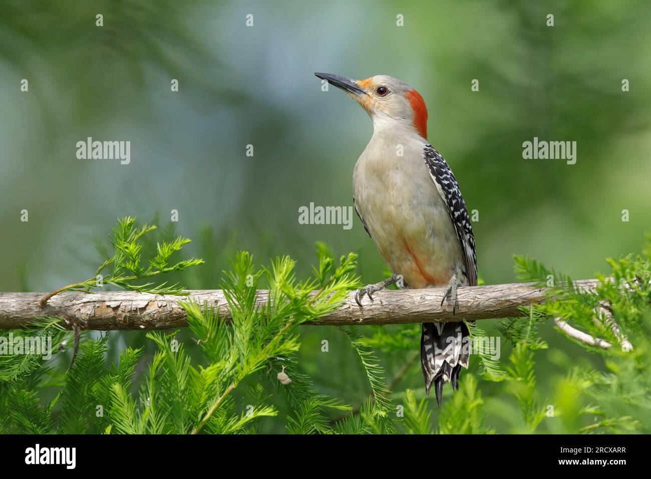 Picchio dal becco rosso (Melanerpes carolinus), femmina adulta arroccata su un albero, USA, Texas Foto Stock