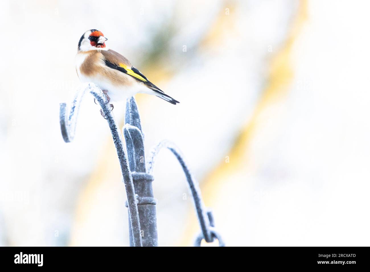 goldfinch euroasiatico (Carduelis carduelis), appollaiato su un palo di metallo nel giardino, Paesi Bassi Foto Stock