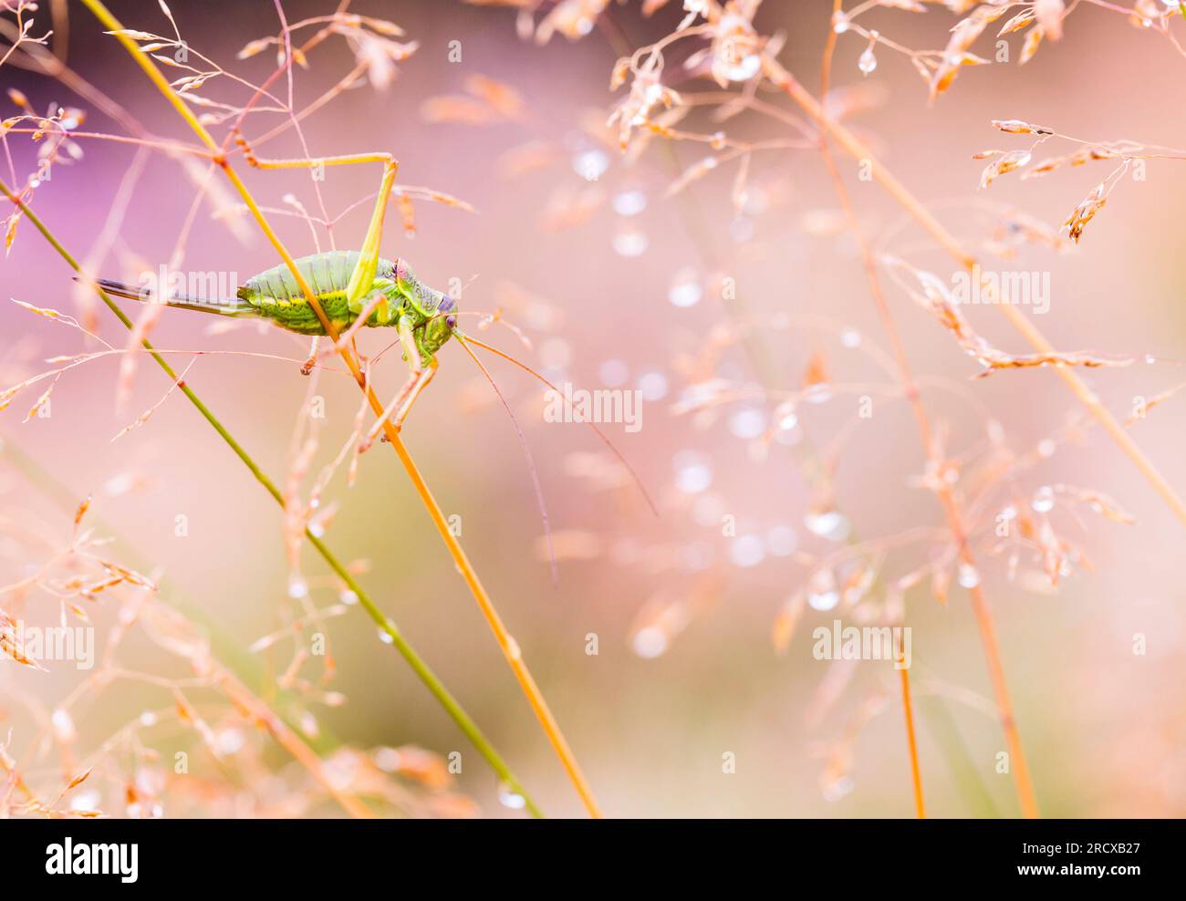 WESTERN Saddle Bush-cricket, cespuglio-cricket (Ephippiger diurnus), femmina in erba, Paesi Bassi, Gelderland Foto Stock