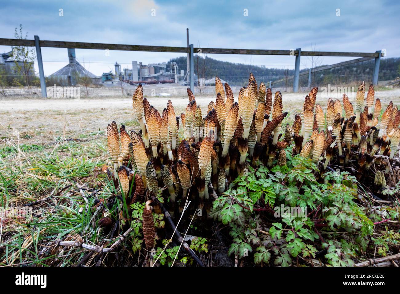 Grande equiseto (Equisetum telmateia, Equisetum telmateja, Equisetum Maximum), fusti fertili su un pascolo di fronte a un impianto industriale, Foto Stock