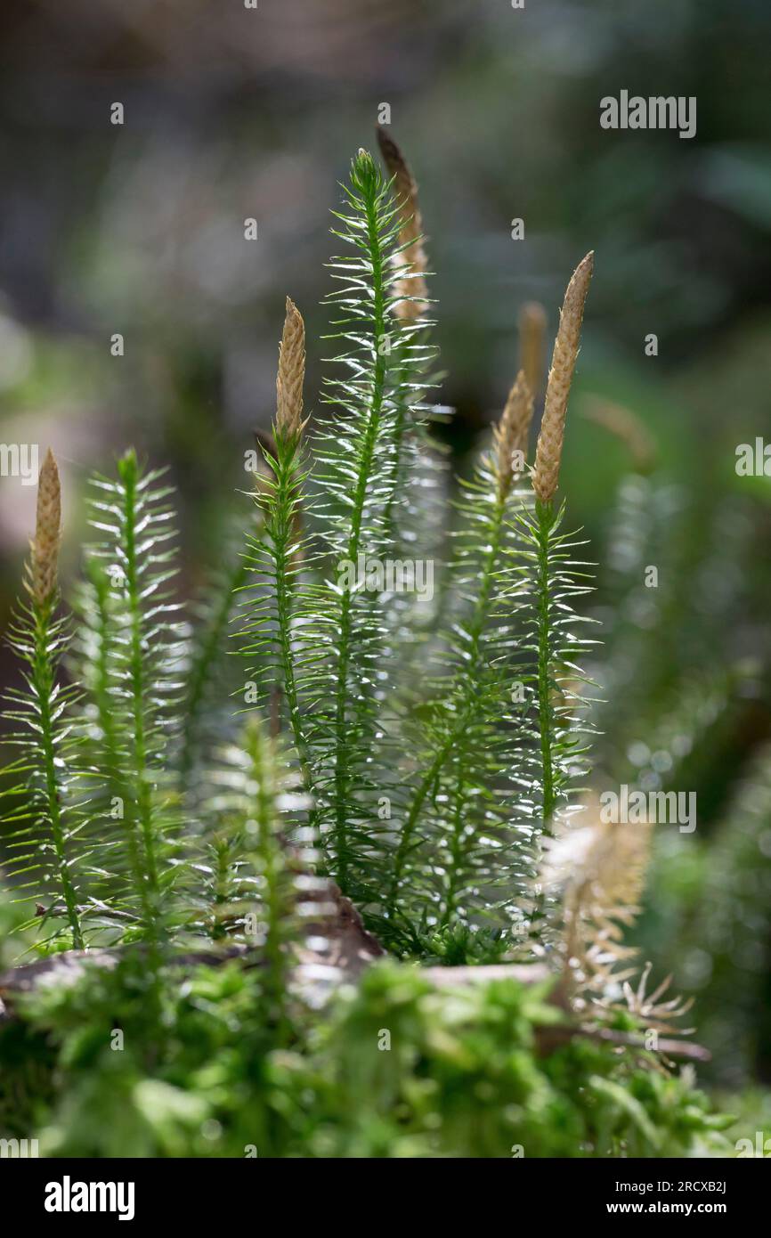 Clubmoss rigido, pino duro, muschi interrotti (Lycopodium annotinum, Spinulum annotinum), con coni, Svezia Foto Stock