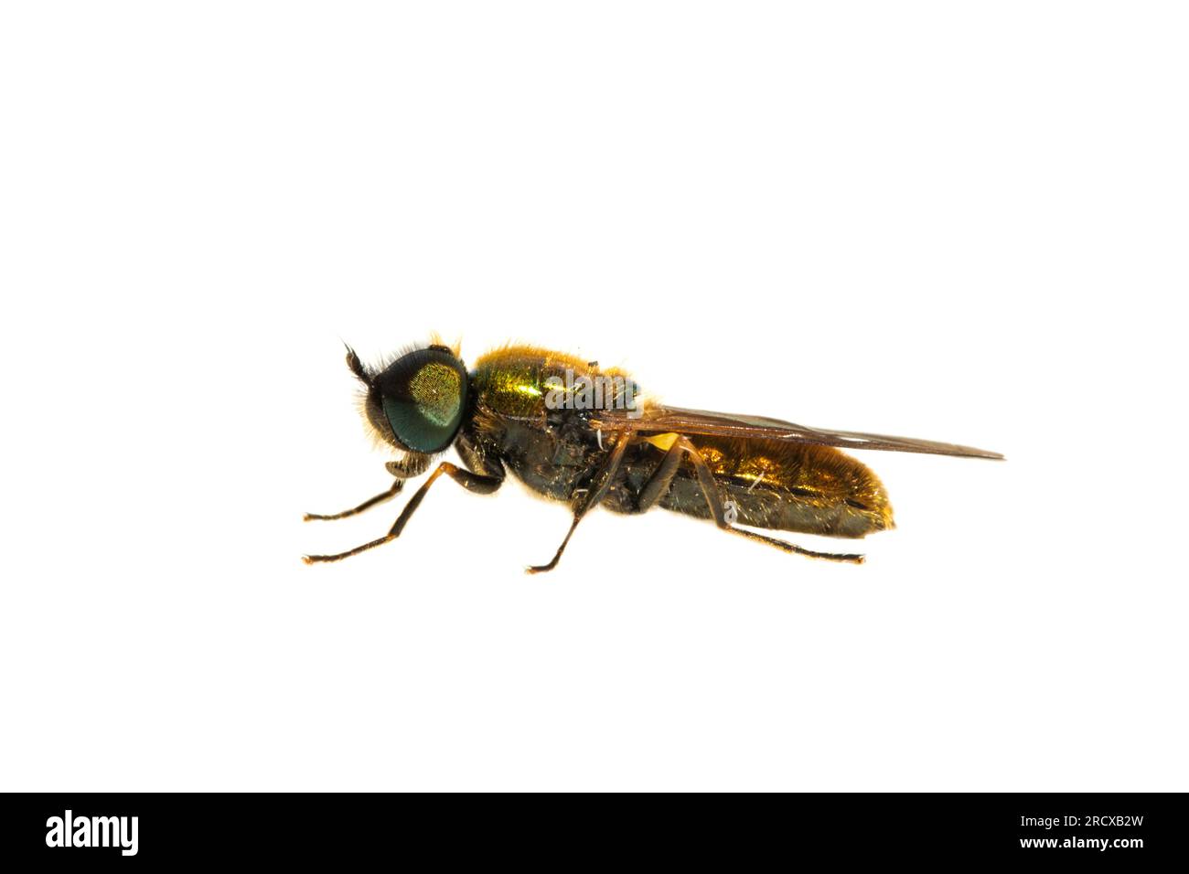 Soldier Fly (Chloromyia formosa), vista laterale, ritaglio, Paesi Bassi Foto Stock