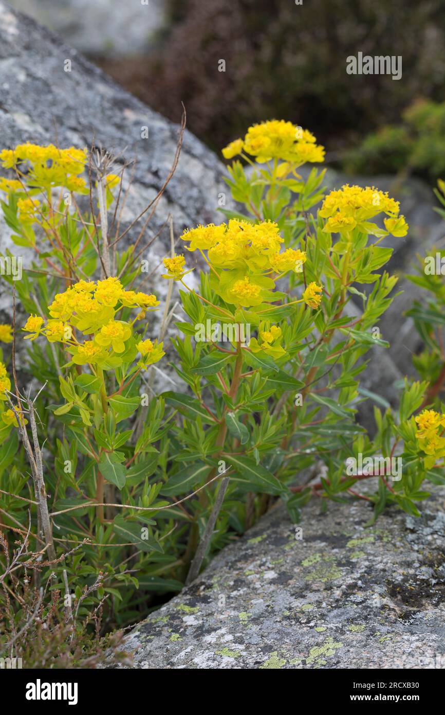 Bog spurge (Euphorbia palustris), fioritura, Svezia Foto Stock