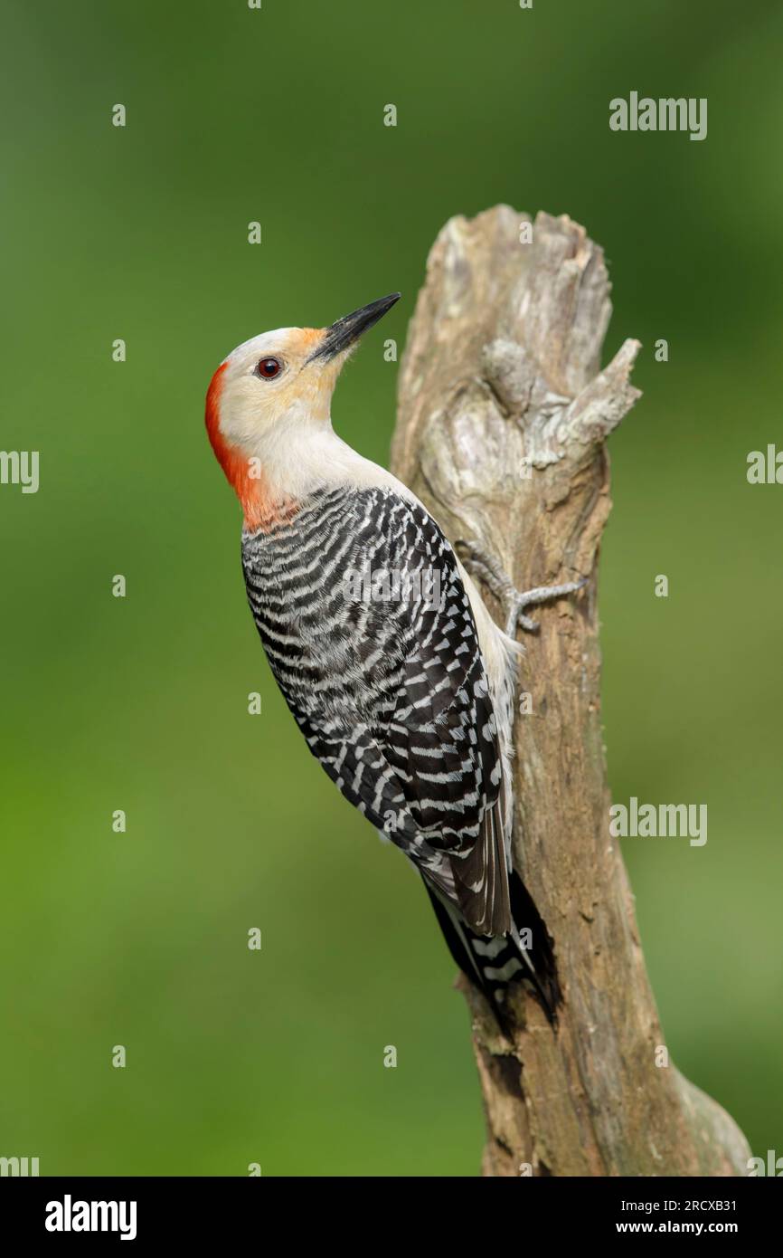 Picchio dal becco rosso (Melanerpes carolinus), femmina adulta arroccata sull'albero, USA, Texas Foto Stock