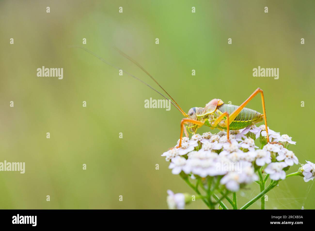 WESTERN Saddle Bush-cricket, cespuglio-cricket (Ephippiger diurnus), maschio seduto a Achillea, Paesi Bassi, Gelderland Foto Stock