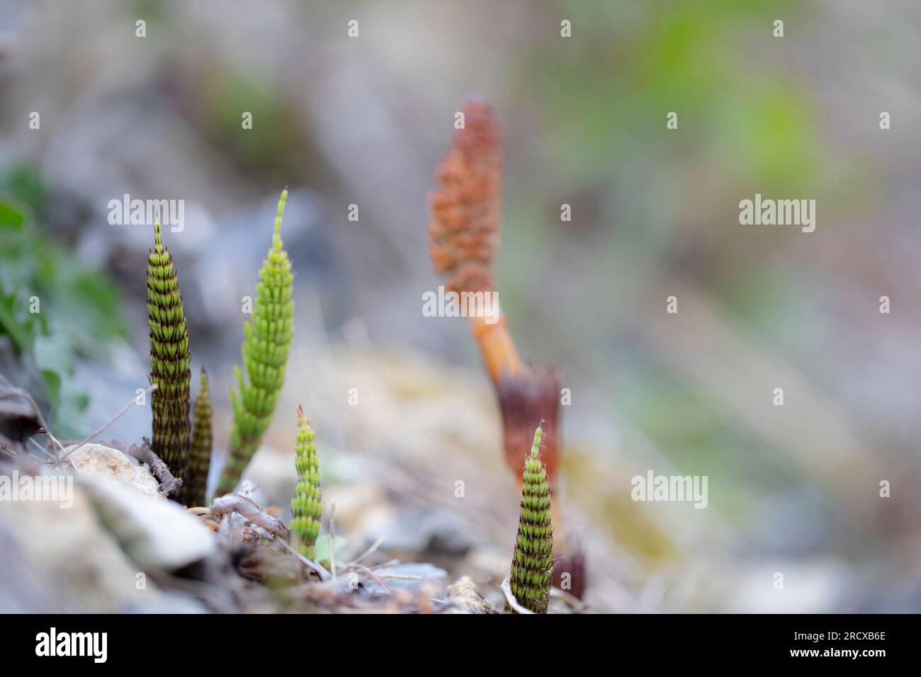 Grande equiseto (Equisetum telmateia, Equisetum telmateja, Equisetum Maximum), steli sterili, steli fertili sullo sfondo, Paesi Bassi Foto Stock