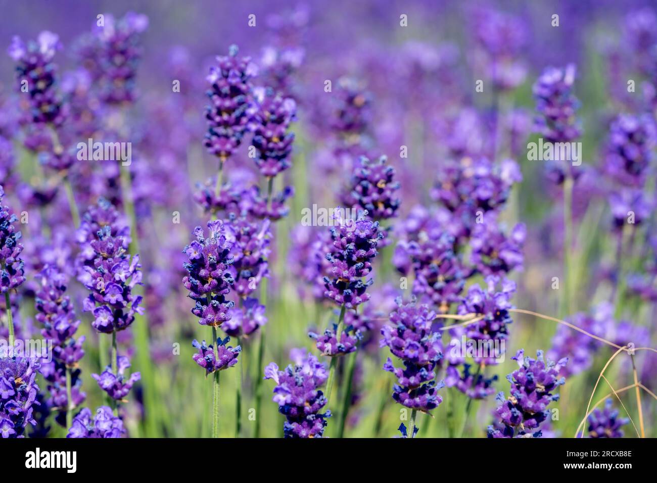 Lavanda fiori nel giardino Foto Stock