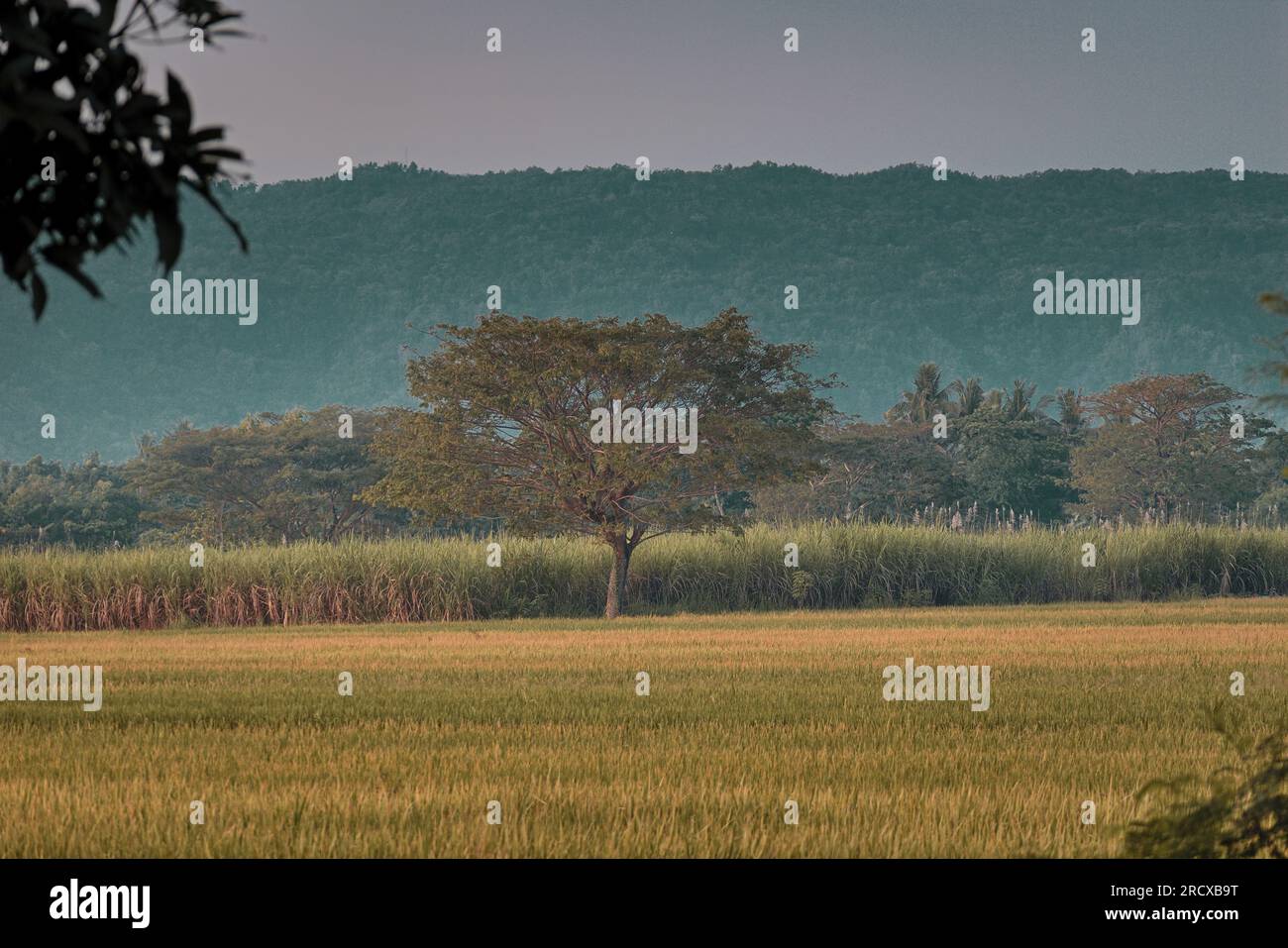 Splendido campo con vibrazioni mattutine Foto Stock