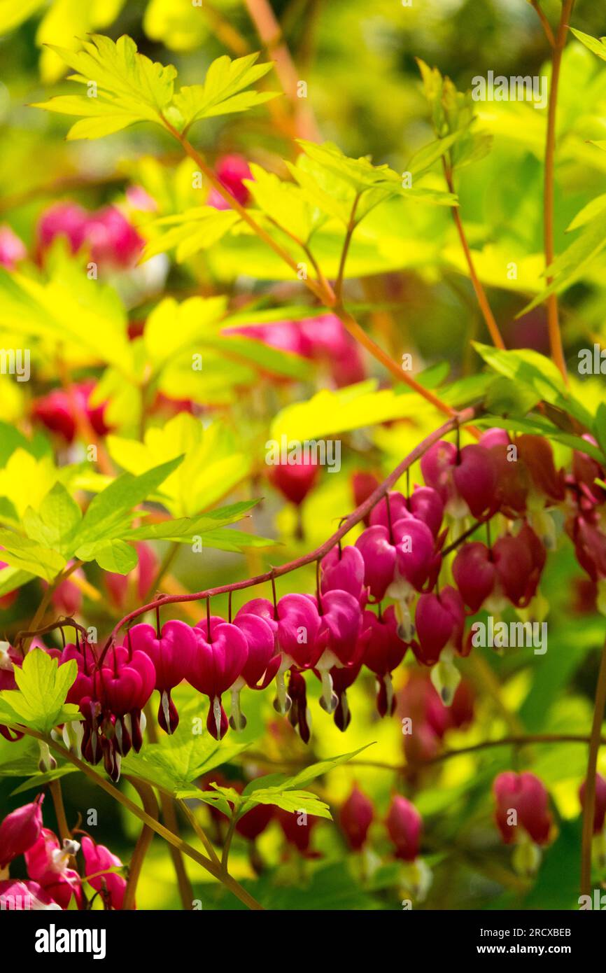 Pianta cuore sanguinante Dicentra spectabilis "cuore d'oro", in giardino, giallo, fiori rosa primaverile Foto Stock