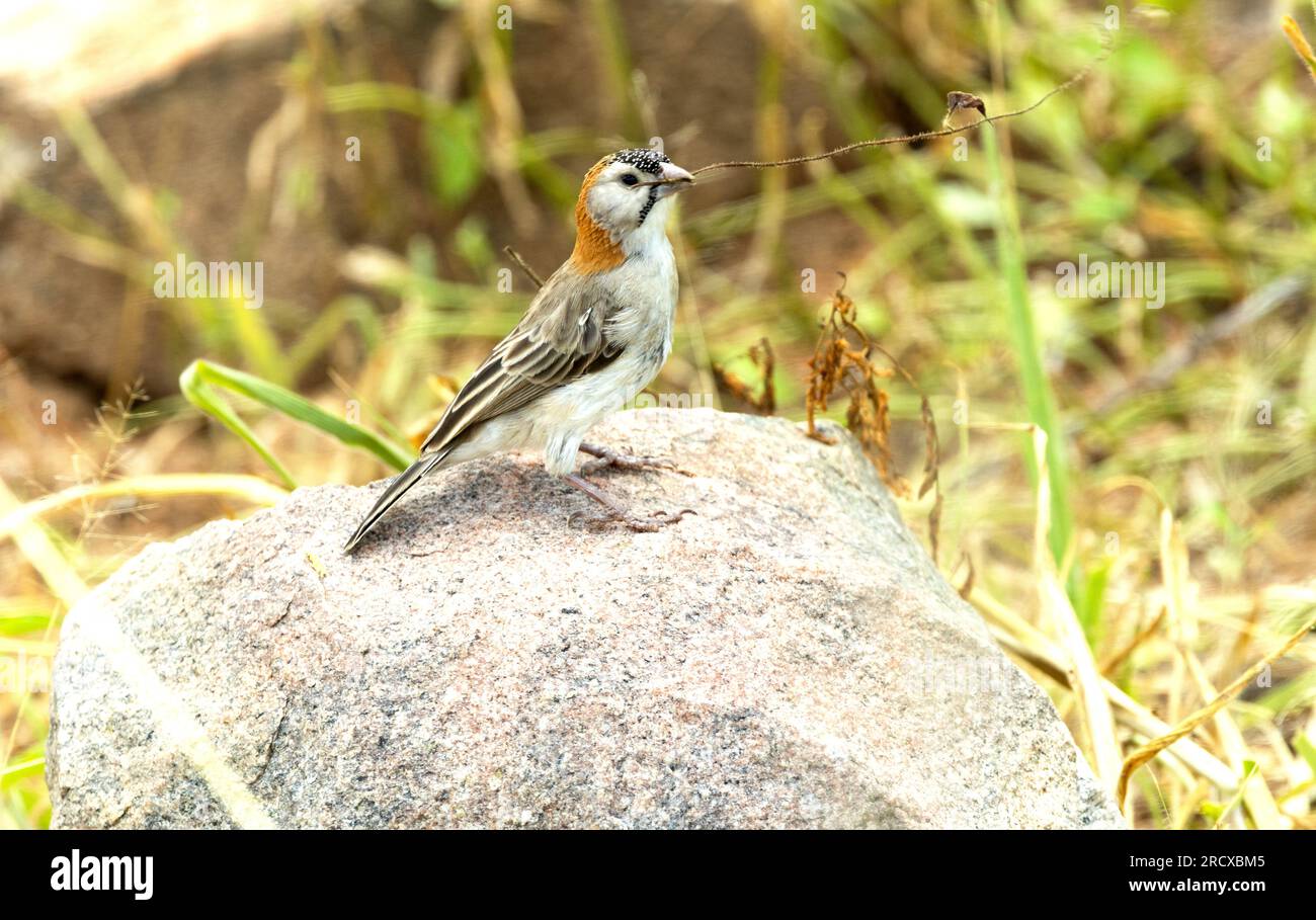 Il piccolo tessitore con la testa di perviero è un uccello molto sociale. Sono allevatori cooperativi e condividono tutti gli aspetti dell'allevamento. Foto Stock