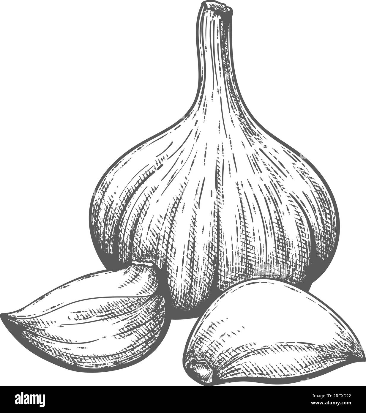 Incisione a spicchi d'aglio Illustrazione Vettoriale