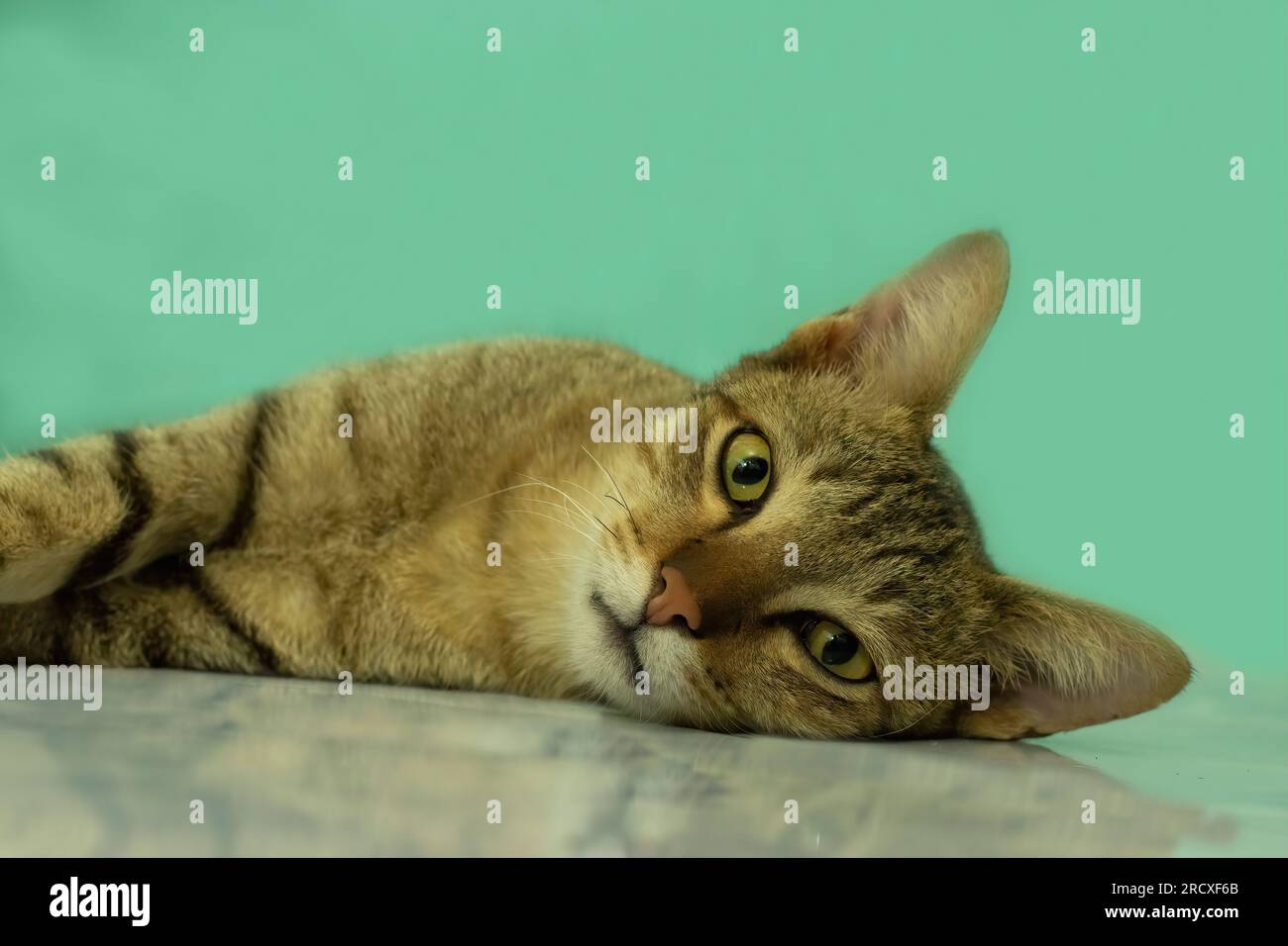 gatto marrone a righe che guarda lateralmente su uno sfondo blu Foto Stock