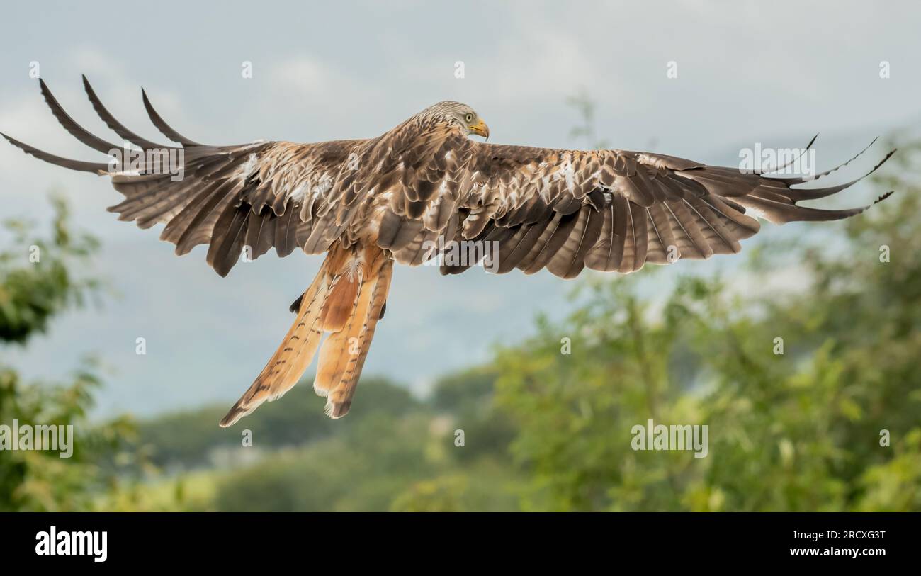 Un aquilone rosso che si tuffa sopra il litorale. GALLES; Regno Unito: UN'INCREDIBILE fotografia mostra uno dei più grandi rapaci del Regno Unito che si posa come un angelo mentre soare Foto Stock