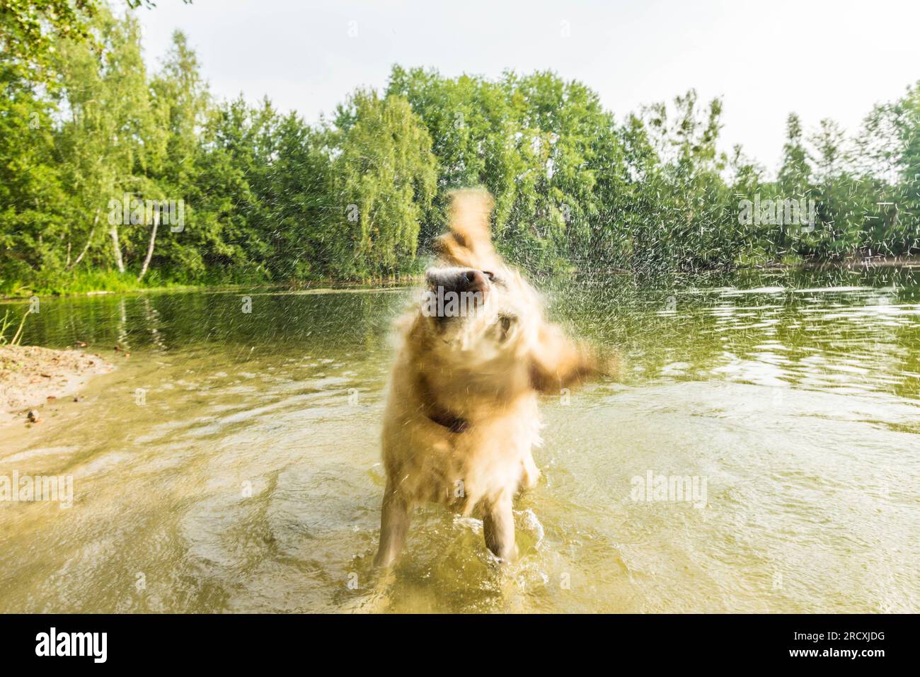 Un vivace Golden Retriever che si aggira nelle rinfrescanti acque del lago, cercando sollievo dal caldo estivo e abbracciando con gioia spruzzi d'acqua Foto Stock