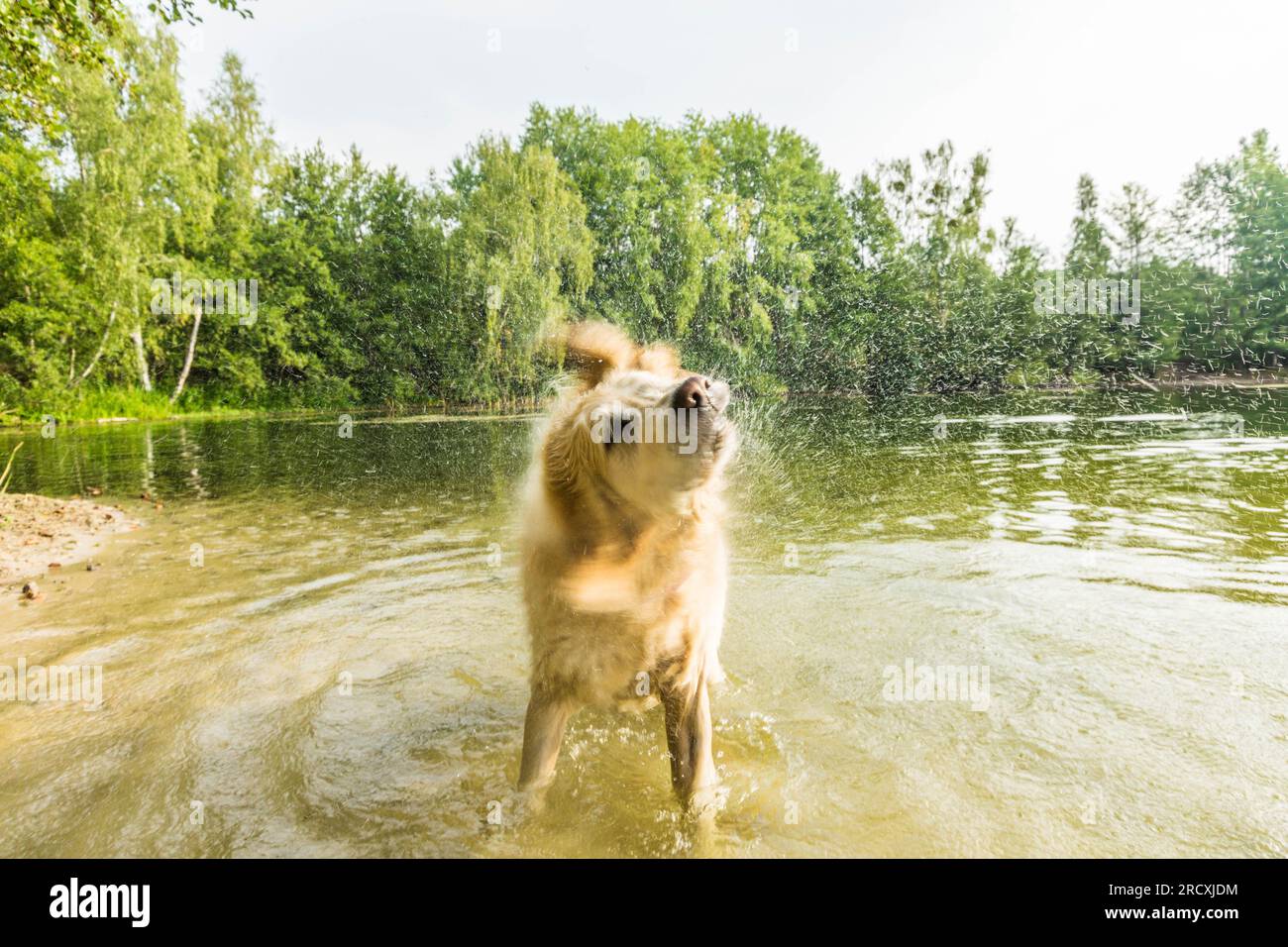 Un vivace Golden Retriever che si aggira nelle rinfrescanti acque del lago, cercando sollievo dal caldo estivo e abbracciando con gioia spruzzi d'acqua Foto Stock
