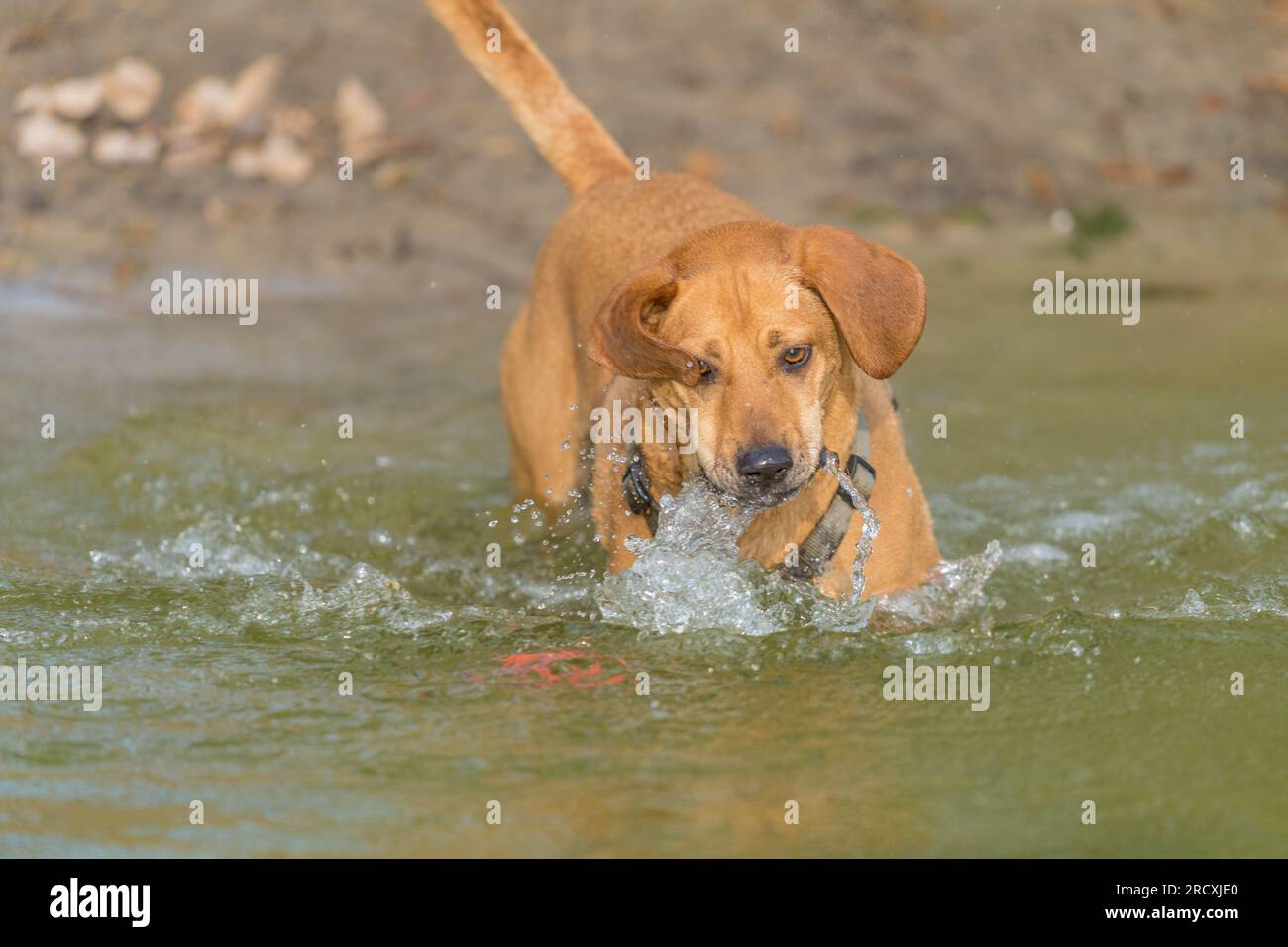 cane che gioca nel lago per rinfrescarsi dal caldo d'estate Foto Stock