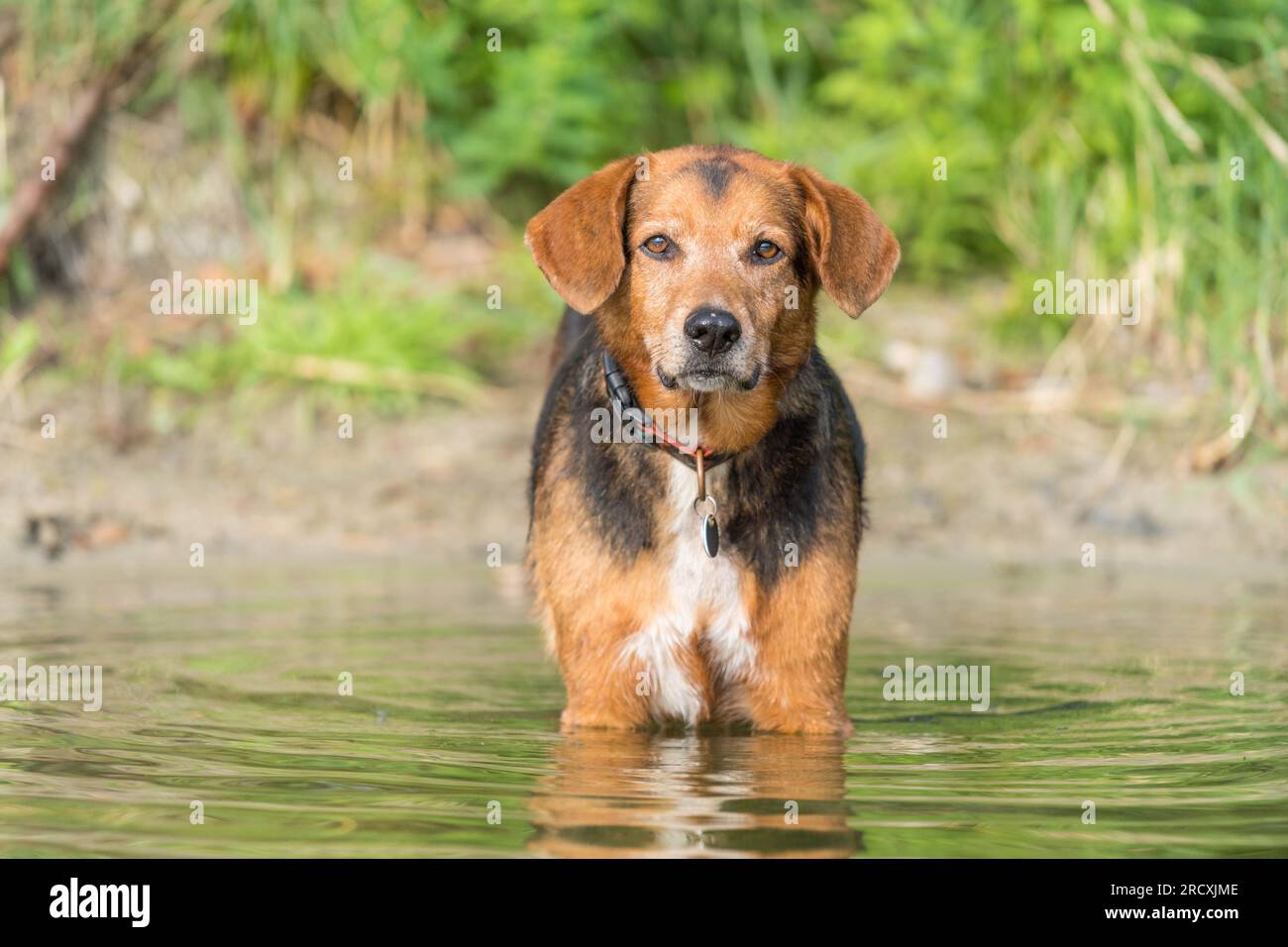 Foto accattivante di un allegro cane serbo che si raffredda in un lago sereno, mentre assapora l'estate con esuberanti spruzzi d'acqua. Foto Stock