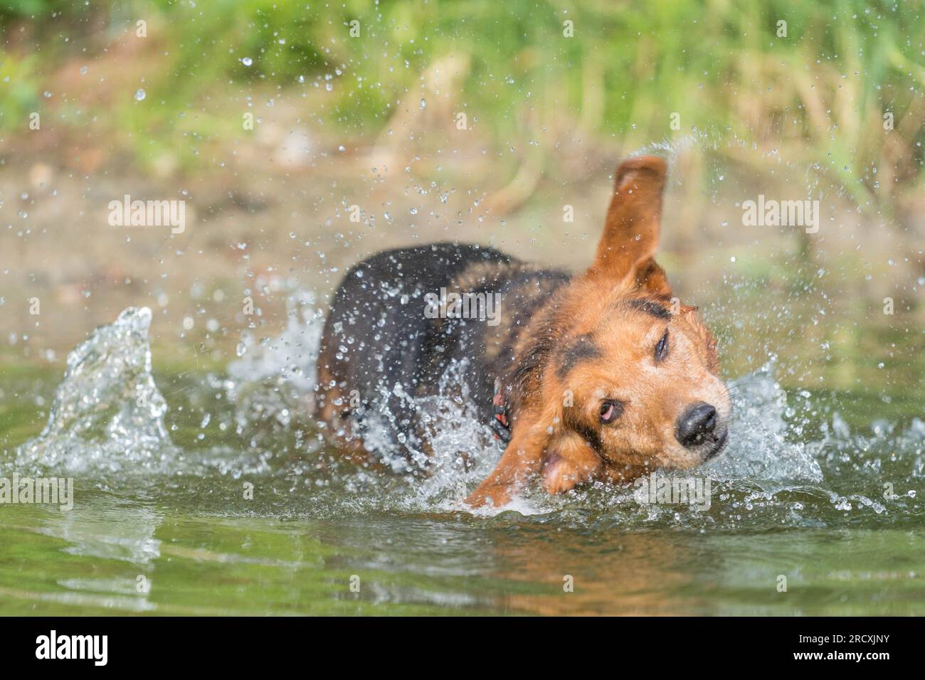 Foto accattivante di un allegro cane serbo che si raffredda in un lago sereno, mentre assapora l'estate con esuberanti spruzzi d'acqua. Foto Stock