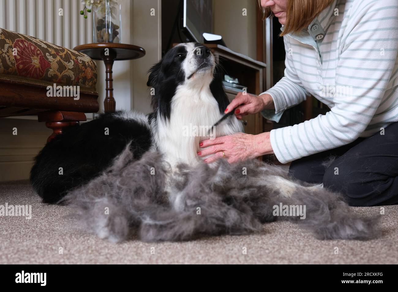 Donna che cura il cane Border Collie a casa in estate Foto Stock