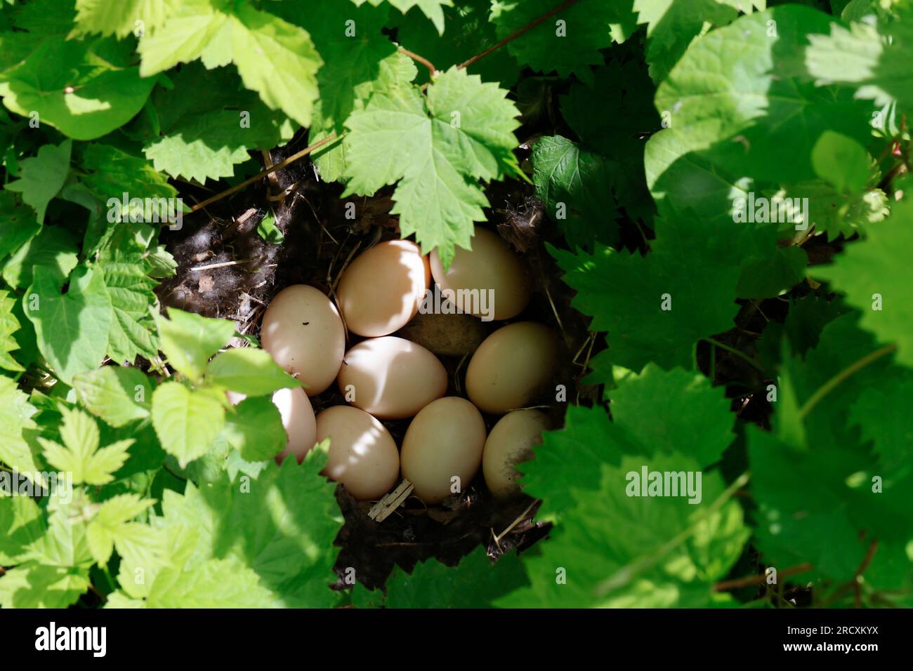 Stockente, Nest, Gelege, ei, Eier, Stock-ente, Anas platyrhynchos, mallard, anatra selvatica, nido, Uovo, uova, le Canard colvert, Canard Mallard Foto Stock