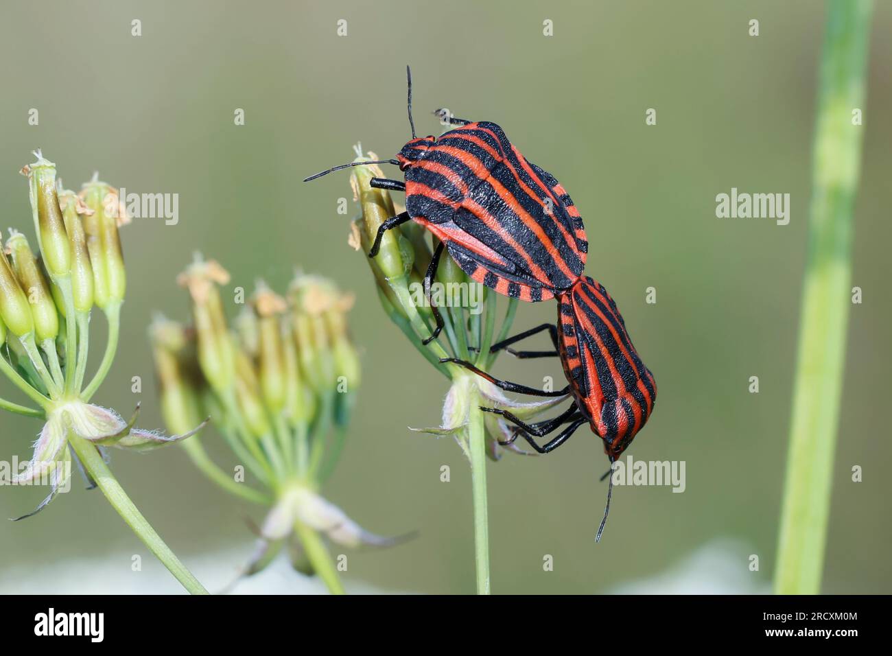 Streifenwanze, Paarung, Paar, Kopulation, Kopula, Streifen-Wanze, Graphosoma italicum, Ehemals Graphosoma lineatum bezeichnet, Italian Striped-Bug Foto Stock