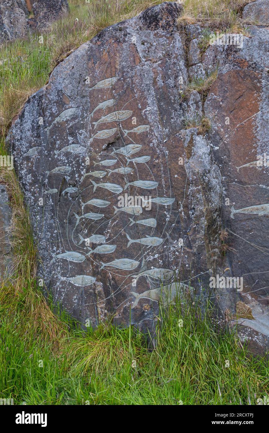 Pesci di balena, incisioni rupestri, parte del progetto Stone & Man dell'artista locale aka Høegh a Qaqortoq, Groenlandia a luglio Foto Stock