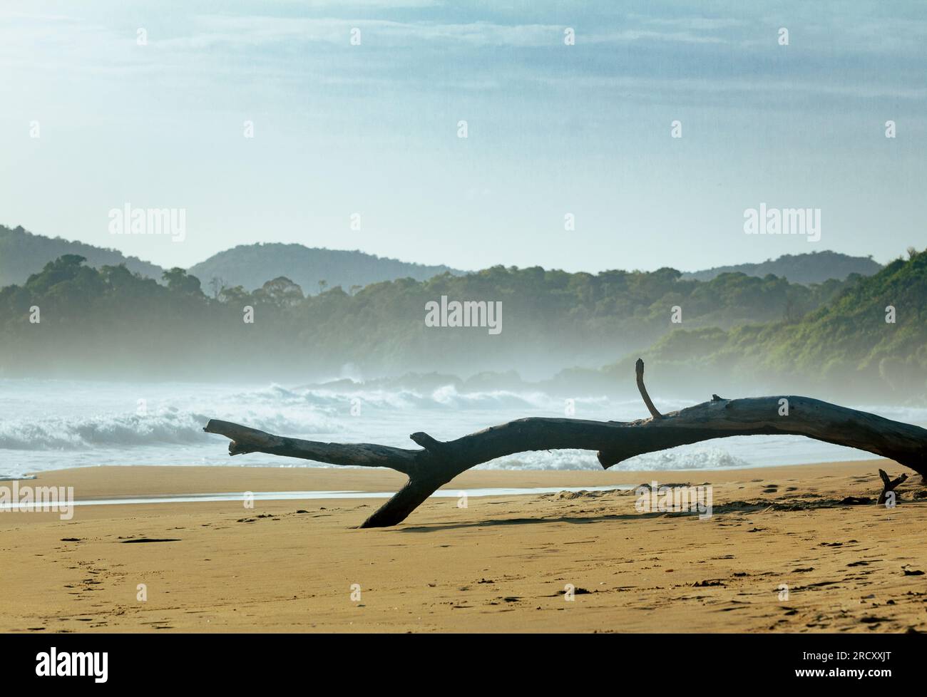 Ramo di alberi caduti sulla riva del mare; albero morto vicino all'oceano Foto Stock