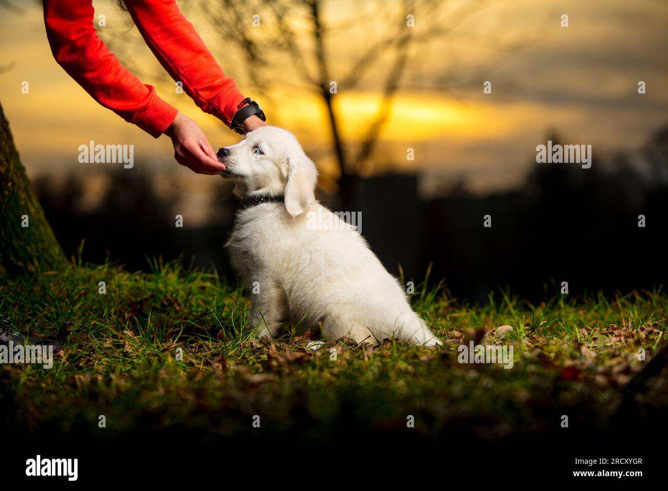 Un giovane cucciolo bianco, nel prato, riceve un premio dal suo proprietario. Giovane cane bianco, mostra carattere. Cucciolo Golden Retriever in una passeggiata nel parco. Foto Stock