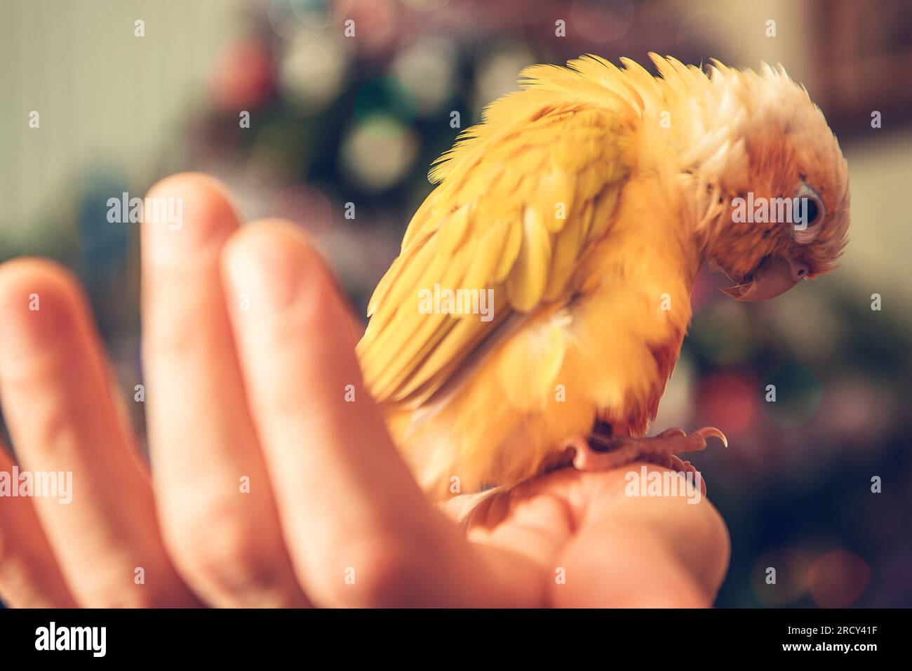 Piccolo pappagallo giallo su una mano del suo proprietario. Tema Animal Lovers. Foto Stock