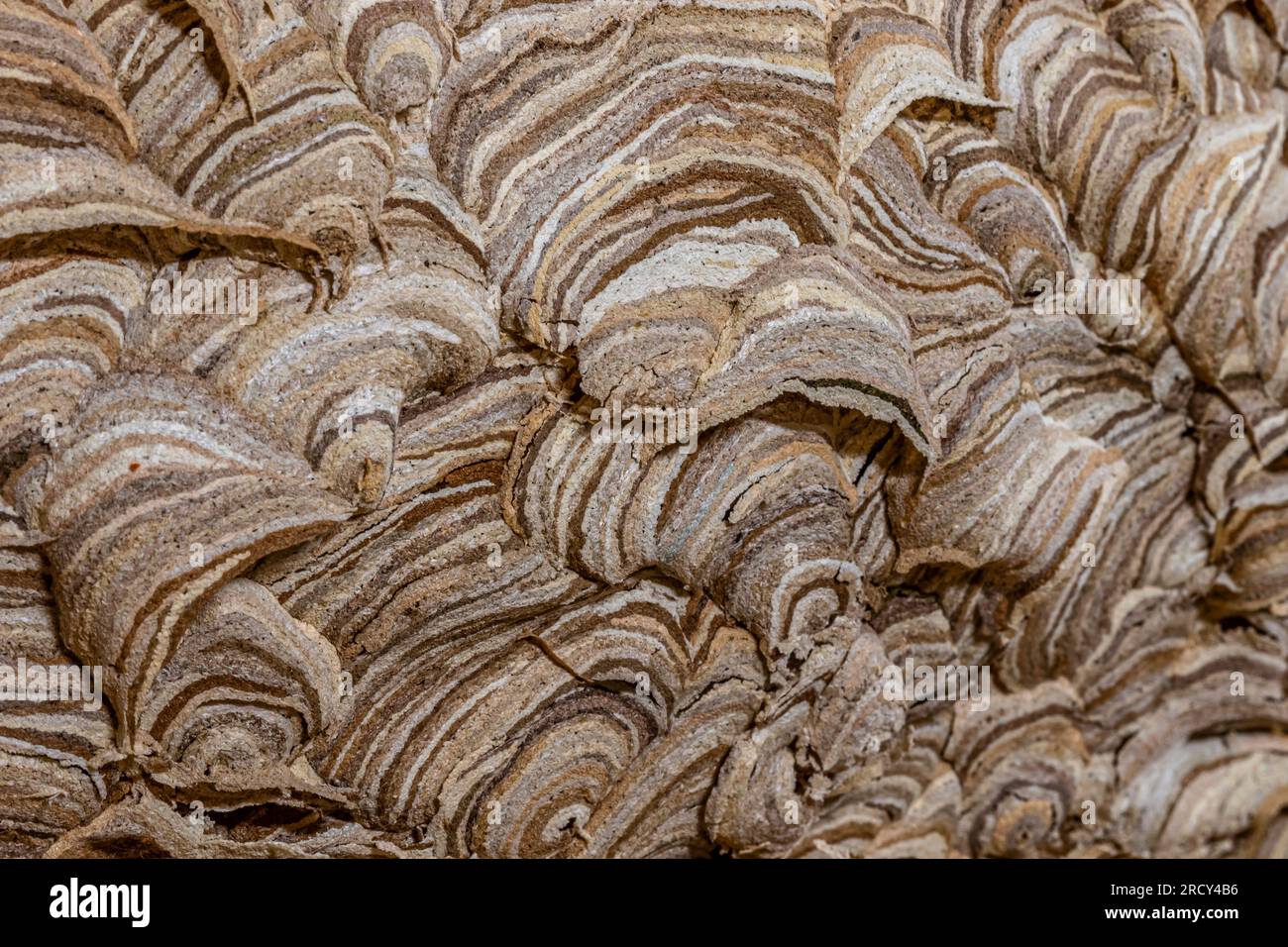 Primo piano del dettaglio esterno di un nido di vespe, mostrando gli intricati dettagli di migliaia di sottili ventole di carta come materiale utilizzato per costruire il nido. Foto Stock