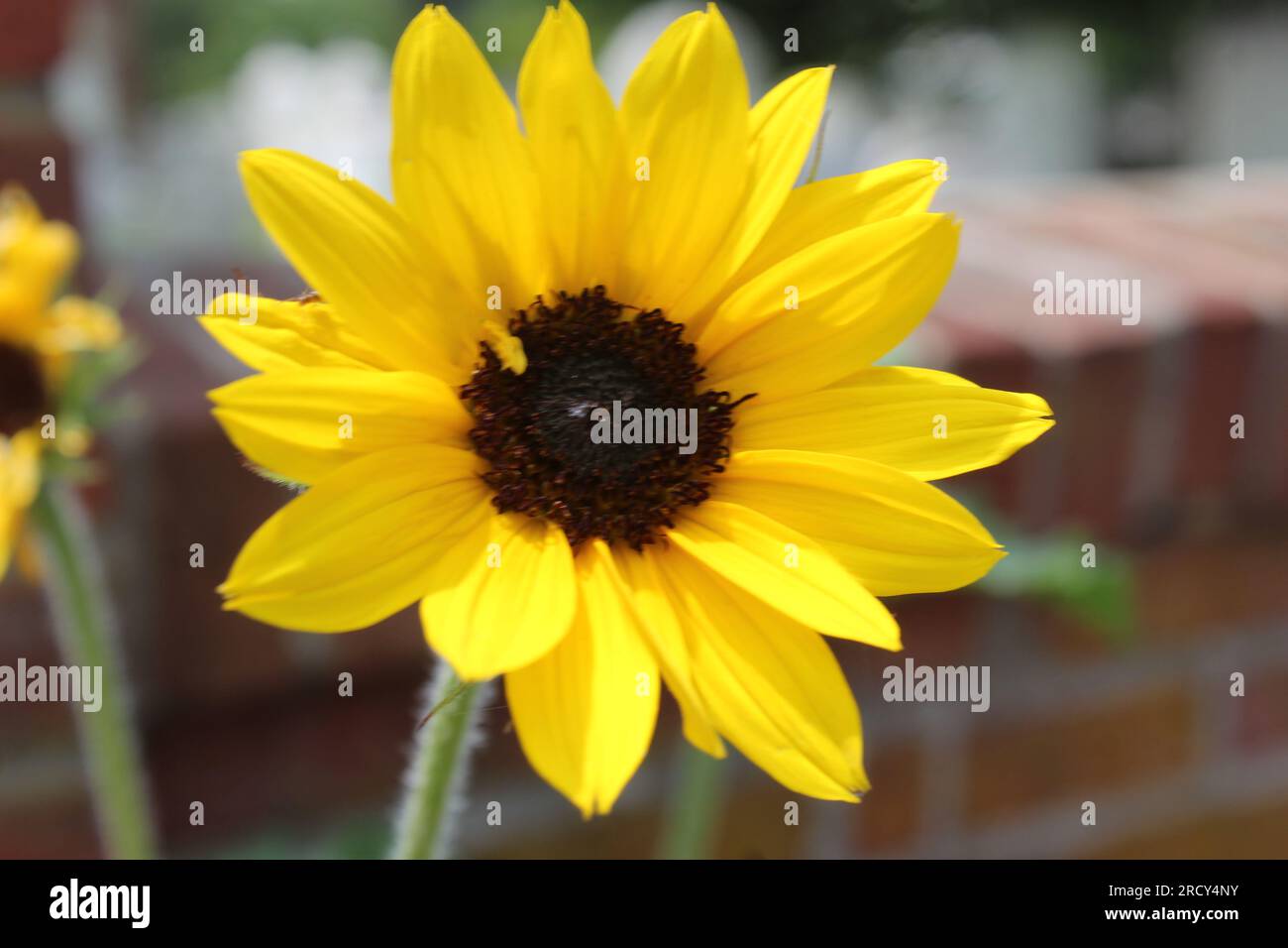 Una foto ravvicinata di un fiore giallo con un muro di mattoni sfocati sullo sfondo in una giornata di sole. Foto Stock