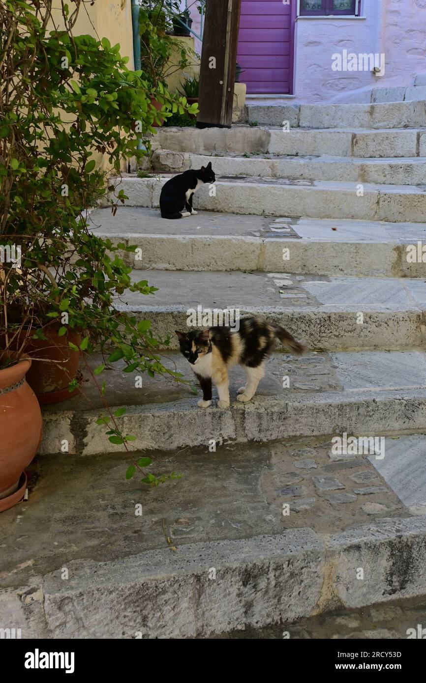 Gatti sui gradini di Ano Syros, isola di Syros, Grecia Foto Stock