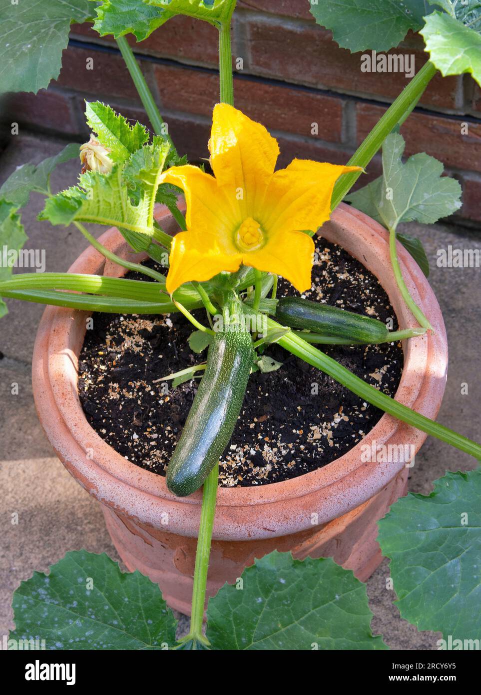 Piante di zucchine fiorite in pentola in giardino Foto Stock