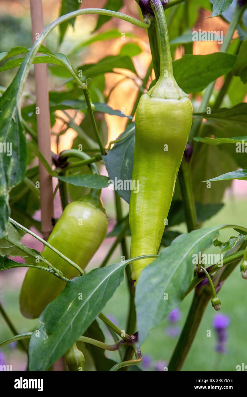 Peperoni peperoncini che crescono in modo biologico in giardino Foto Stock