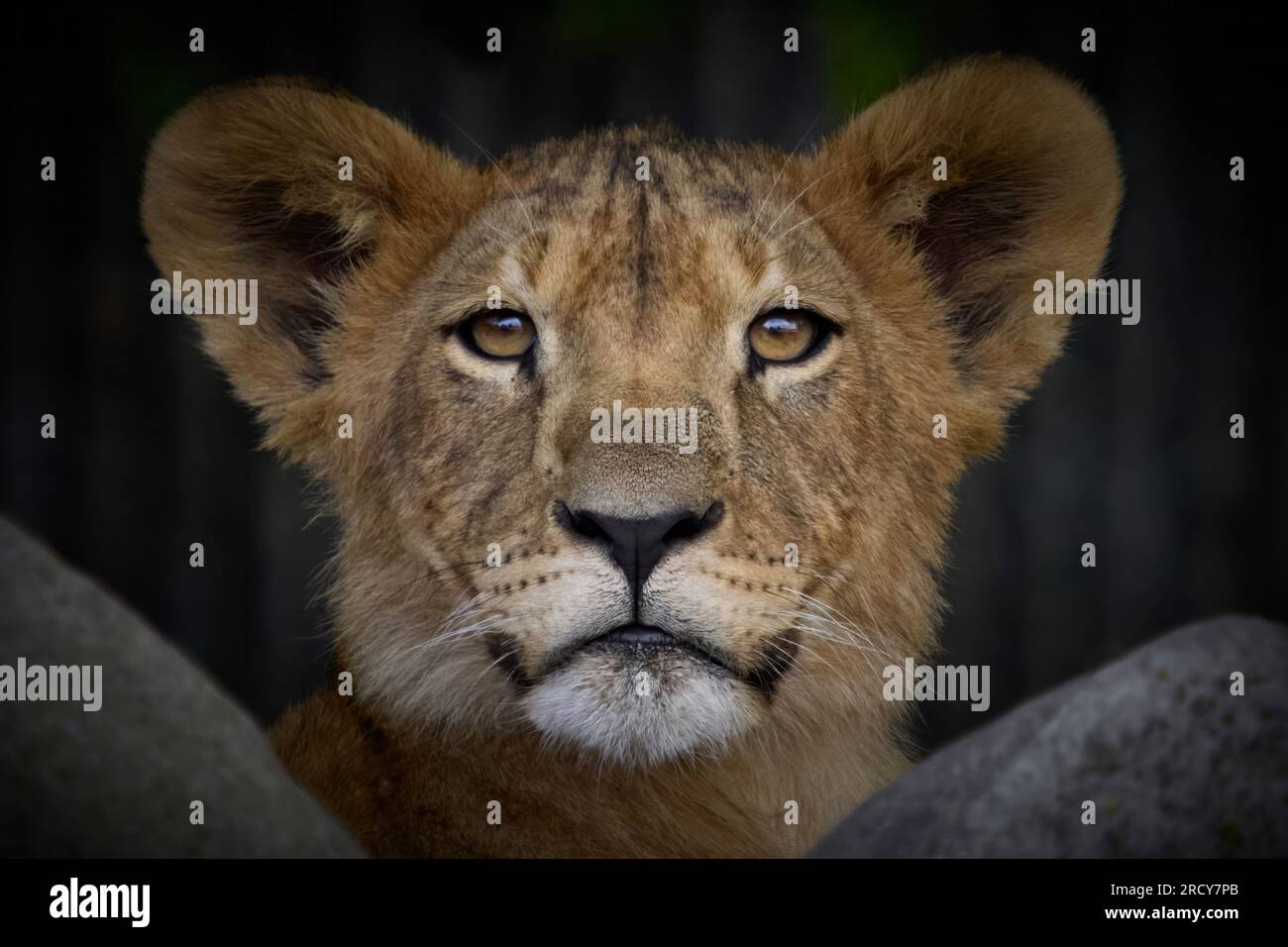Leone (Panthera leo) nel suo ambiente naturale Foto Stock