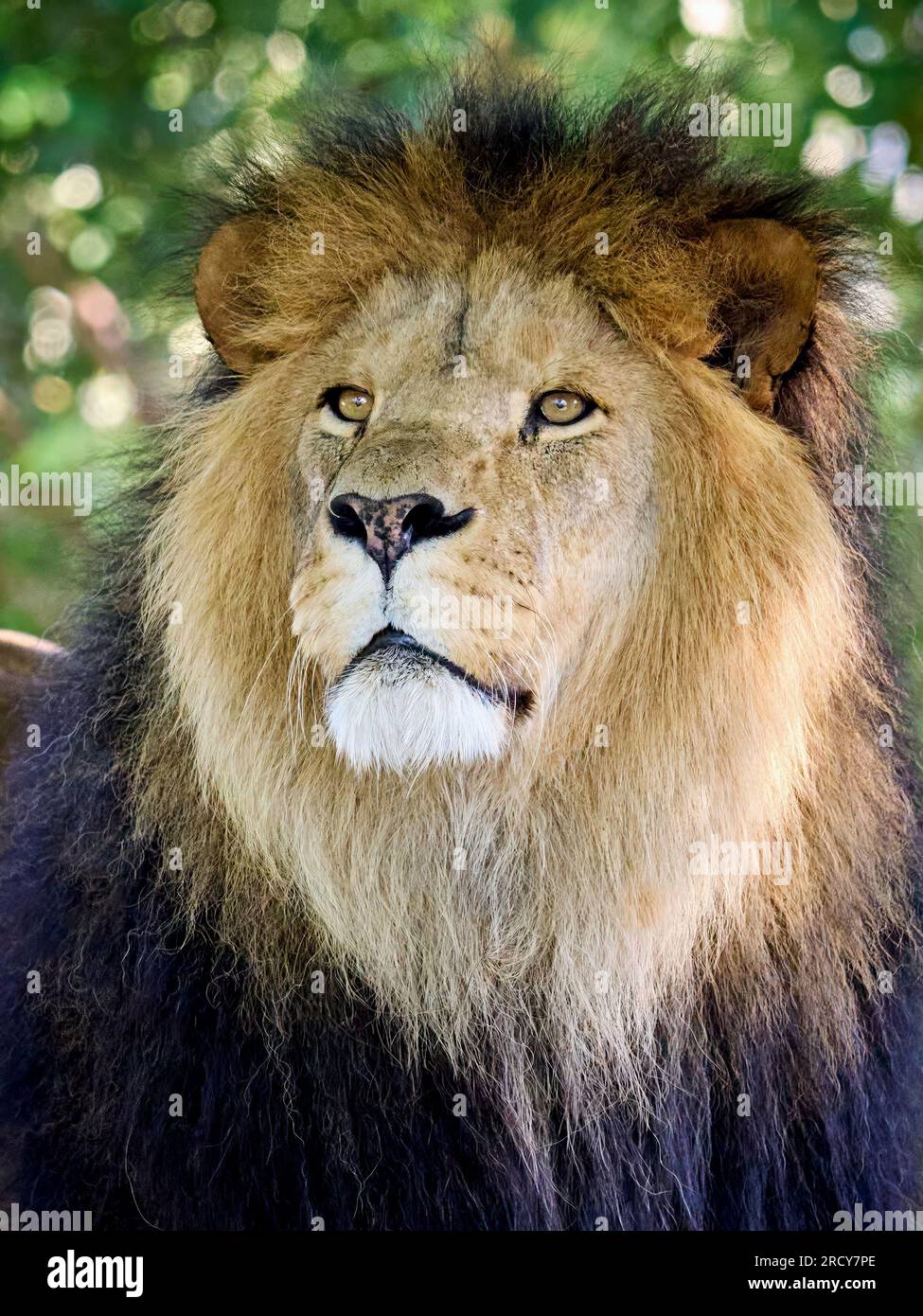 Leone (Panthera leo) nel suo ambiente naturale Foto Stock