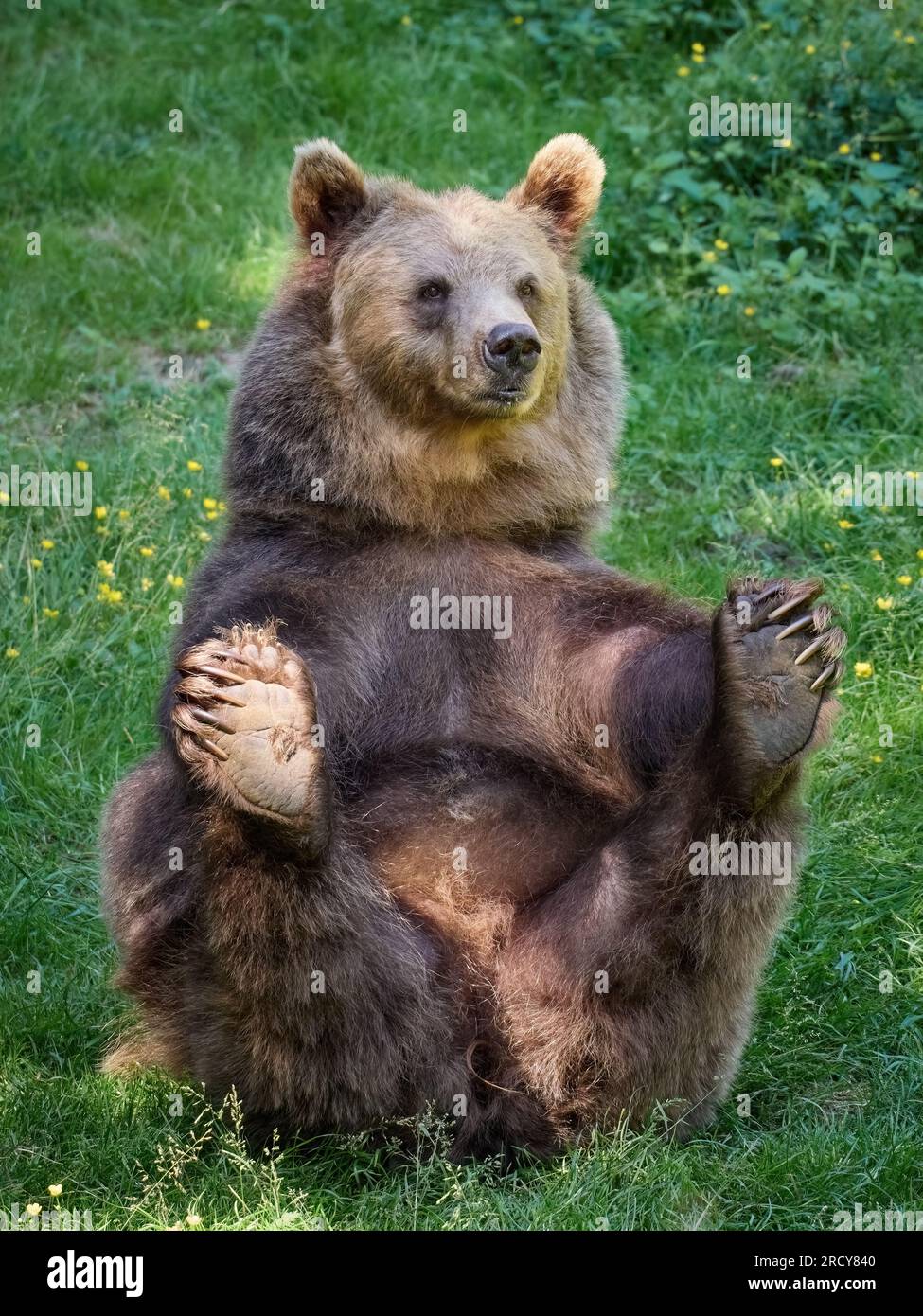 Orso bruno (Ursus arctos) nel suo ambiente naturale Foto Stock