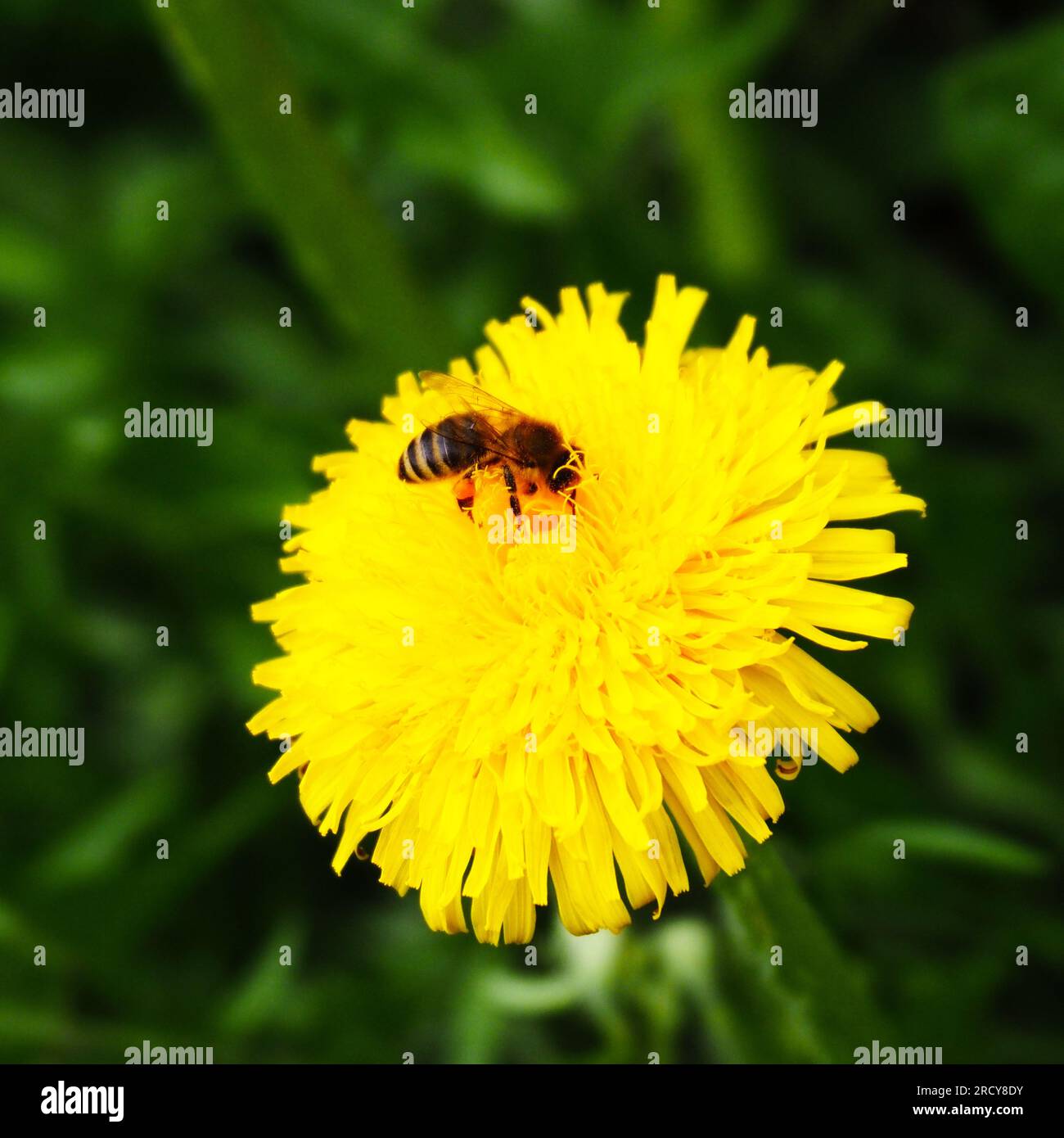 Le api mellifere raccolgono il polline dalla fioritura del tarassio in un giorno primaverile nell'alta Baviera Foto Stock