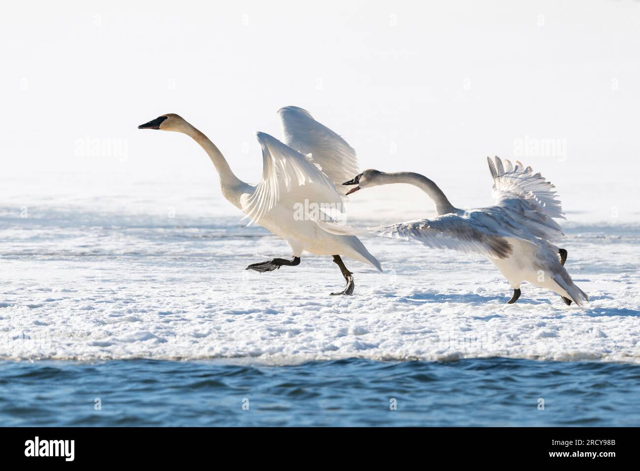 Trombettista cigni squabbling (Cygnus buiccinator). St Croix River, confine Minnesota-Wisconsin, marzo, Stati Uniti, di Dominique Braud/Dembinsky Photo Assoc Foto Stock