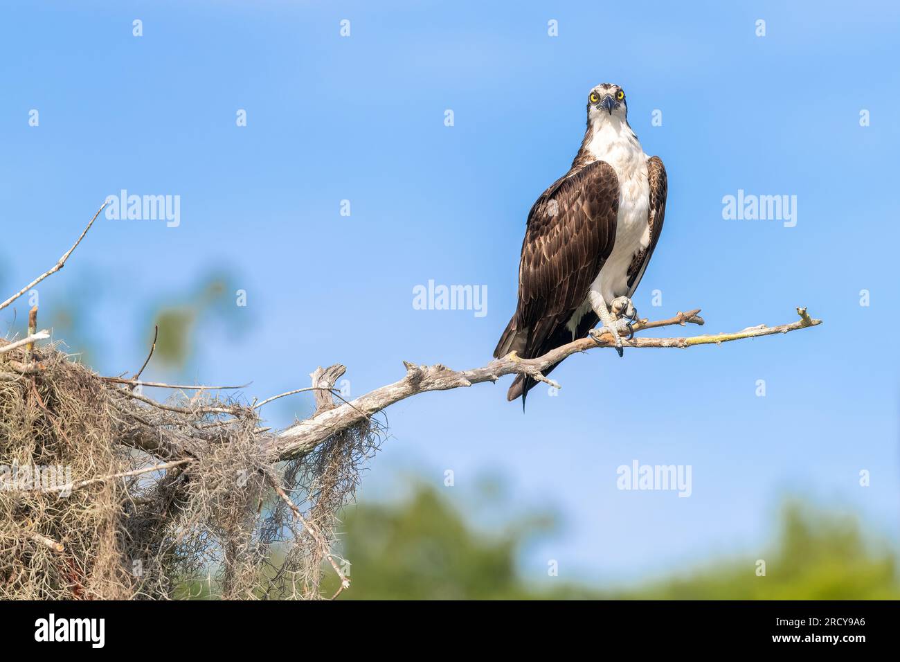Osprey, o Falco di pesce (Pandion haliaetus), arroccato vicino al nido, aprile, volo, Florida, USA, di Dominique Braud/Dembinsky Photo Assoc Foto Stock