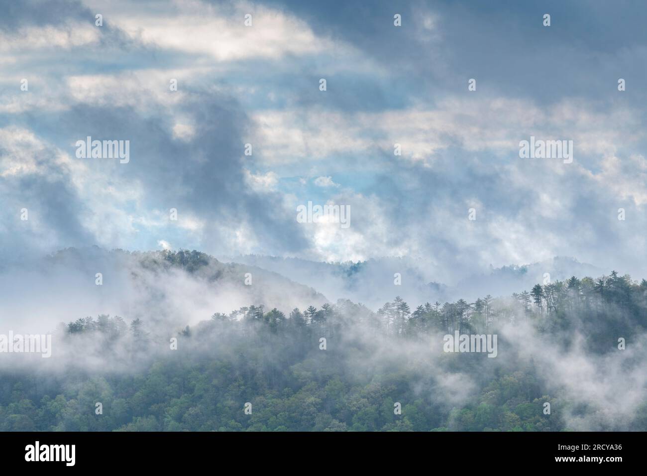 Condensazione mattutina e nebbia intensa sul Great Smoky Mountains National Park, TN, USA, di Dominique Braud/Dembinsky Photo Assoc Foto Stock