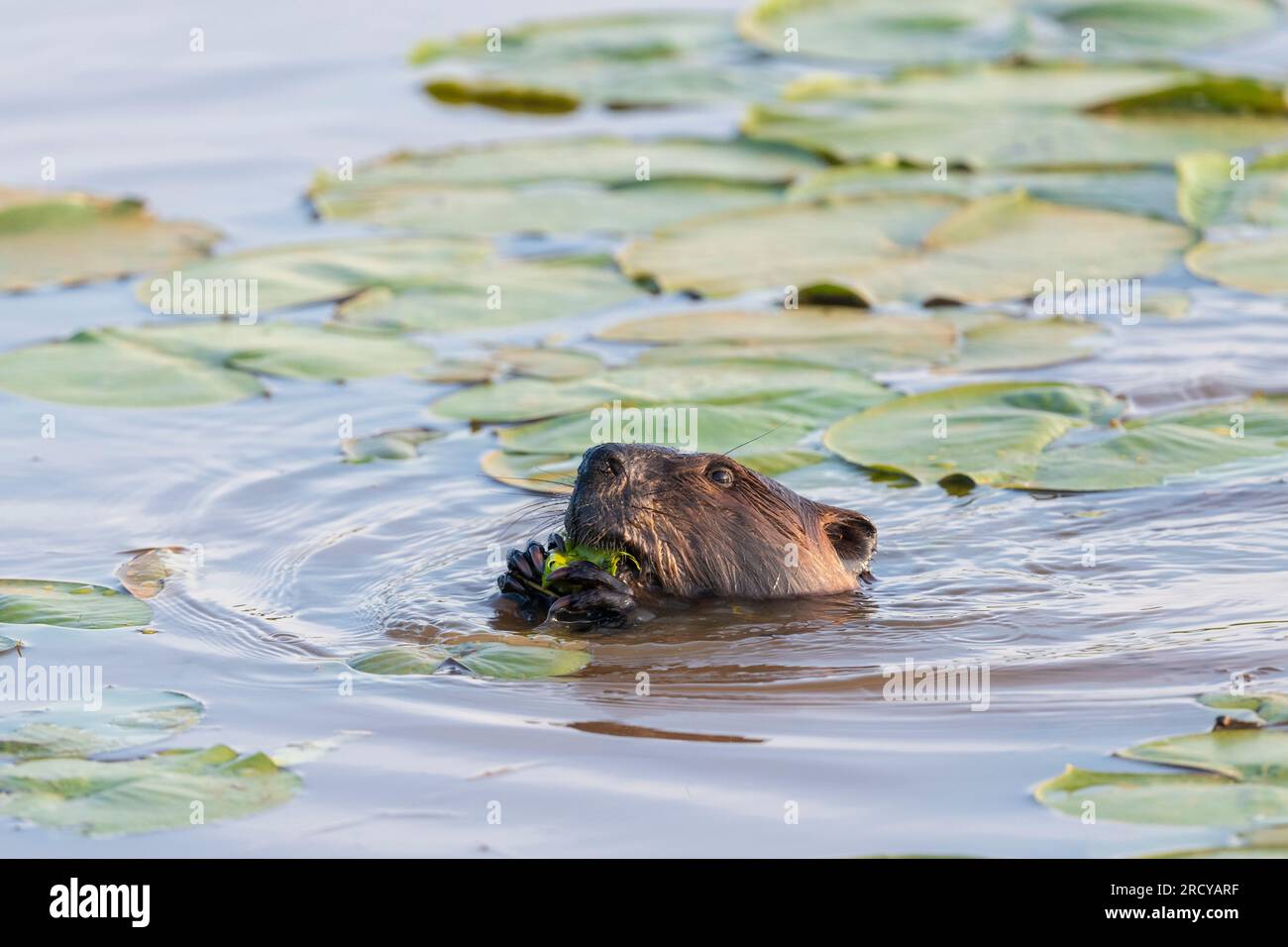 Beaver (Castor canadensis) Eating Water Lily Pads, Eastern United States, di Dominique Braud/Dembinsky Photo Assoc Foto Stock