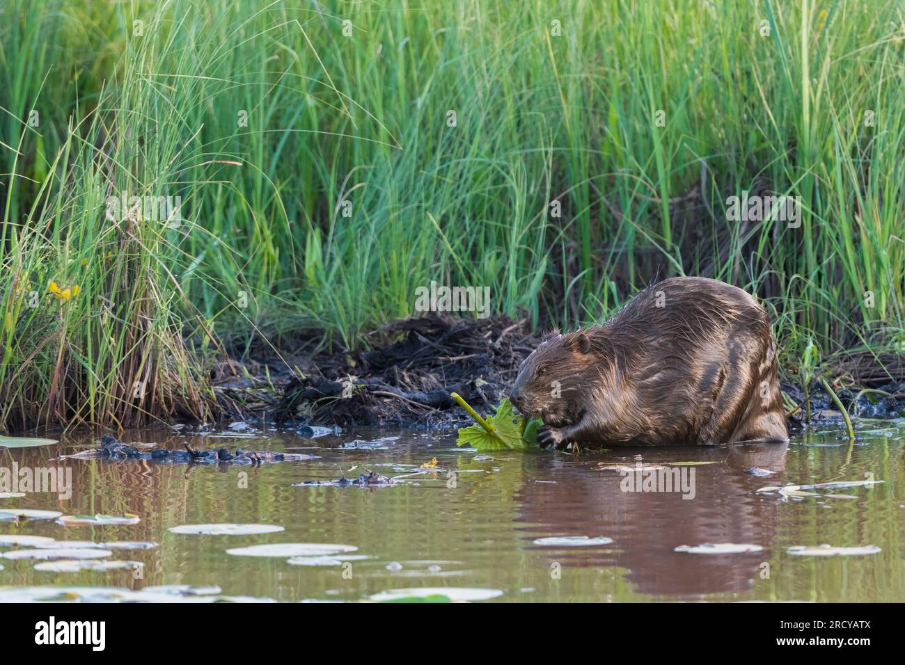 Beaver (Castor canadensis) Eating Water Lily Pads, Eastern United States, di Dominique Braud/Dembinsky Photo Assoc Foto Stock