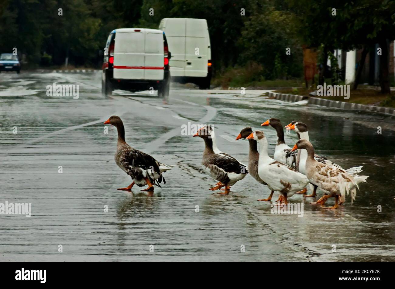 Una mandria di oche domestiche, sorpresa dalla pioggia, precipita a casa, Zavet, Bulgaria Foto Stock