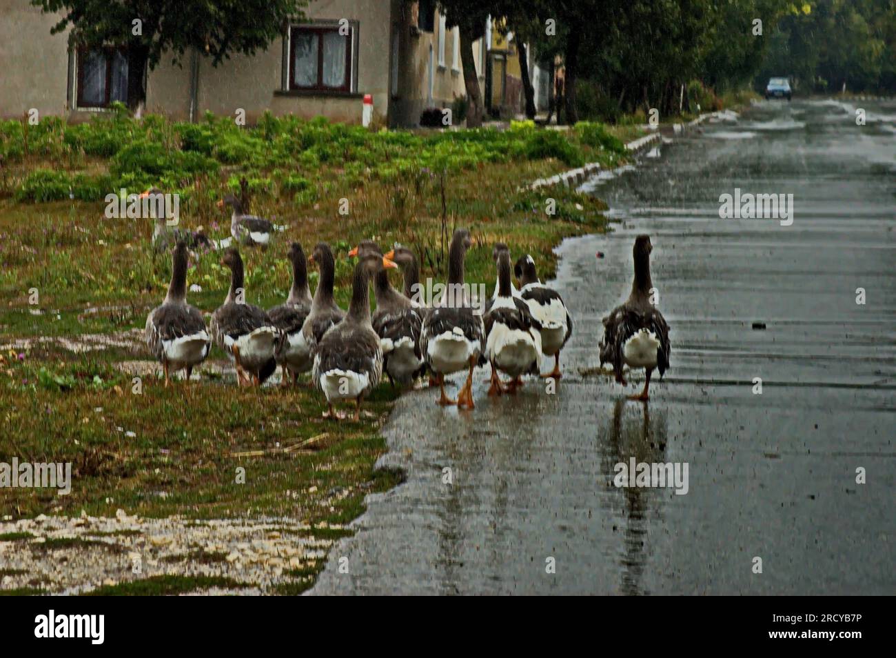 Una mandria di oche domestiche, sorpresa dalla pioggia, precipita a casa, Zavet, Bulgaria Foto Stock