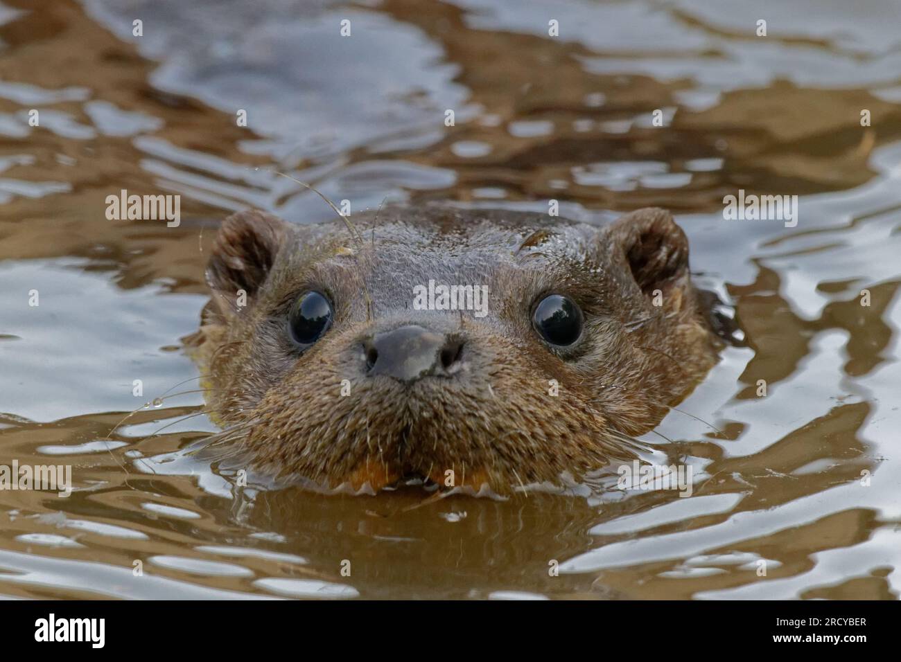 Lontra eurasiatica (Lutra lutra) giovane lontra che nuota con la testa sopra l'acqua. Foto Stock